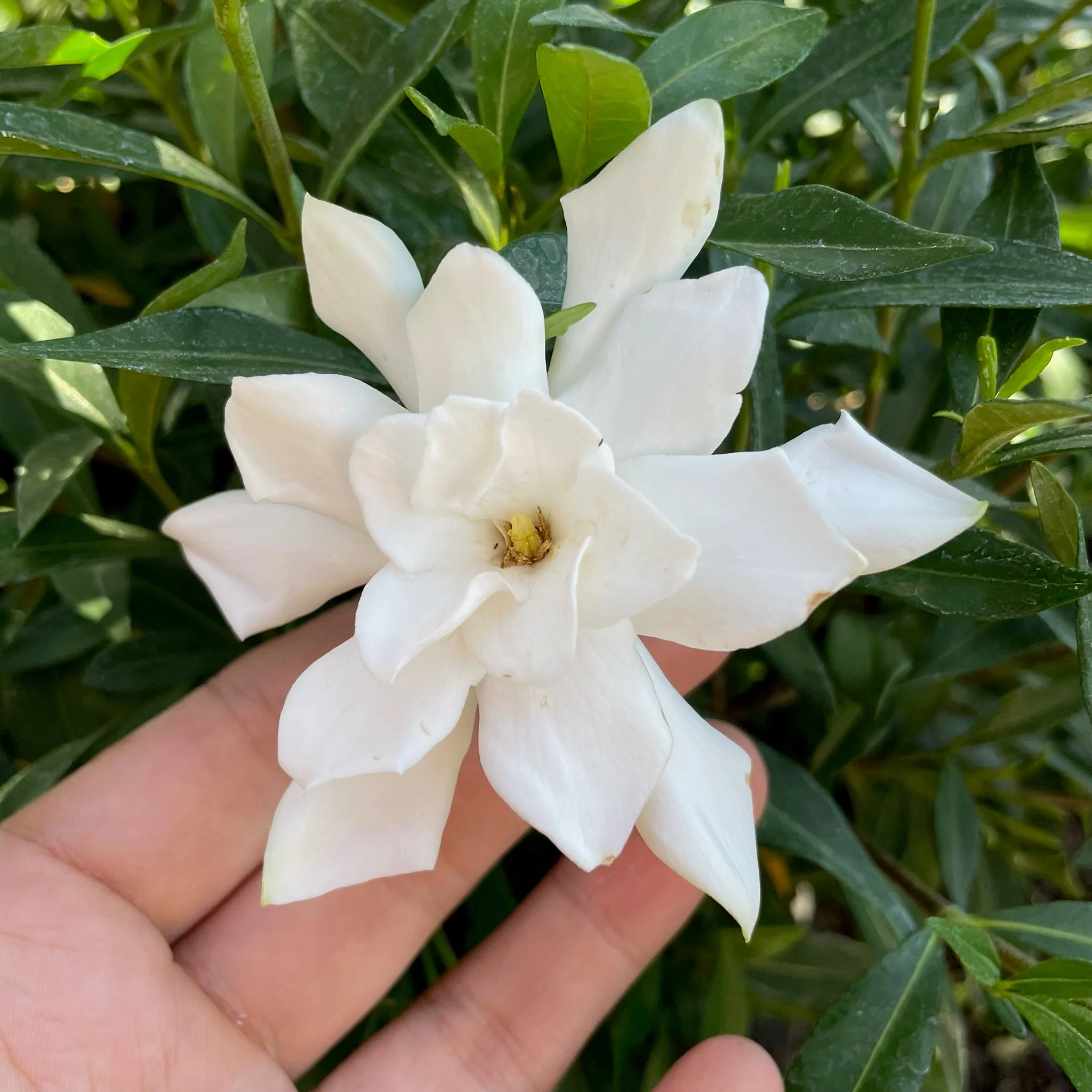 Frostproof Gardenia - Image 1