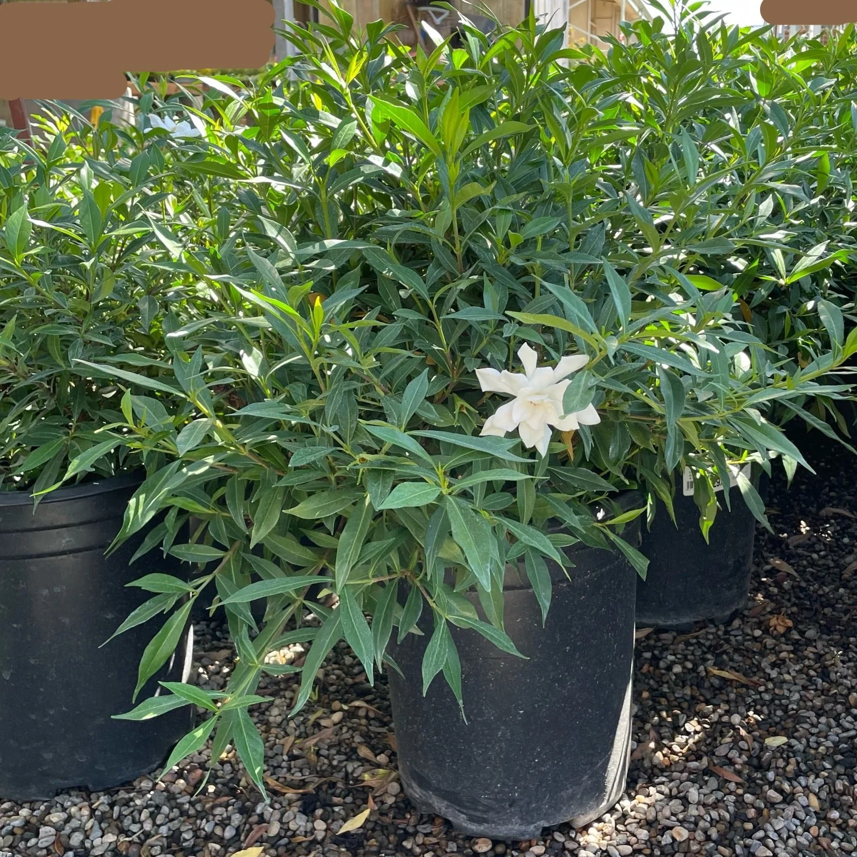Frostproof Gardenia - Image 2