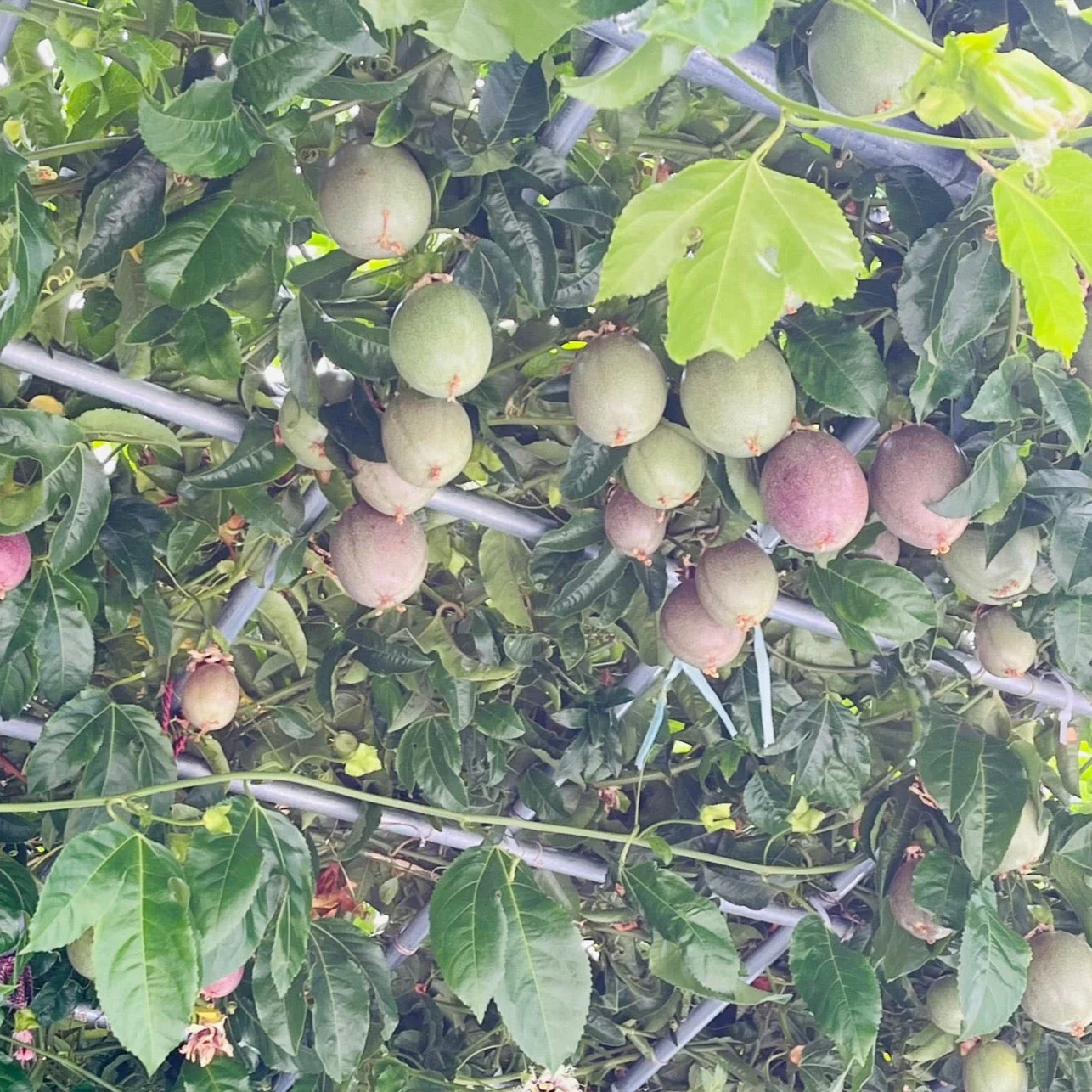 Purple Passion Fruit - Image 2