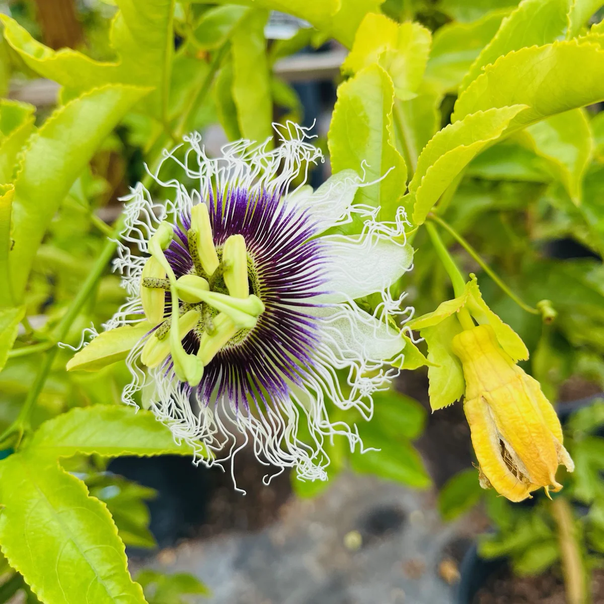 Purple Passion Fruit - Image 3