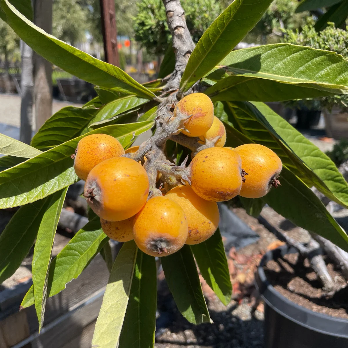 Fruiting Loquat Tree