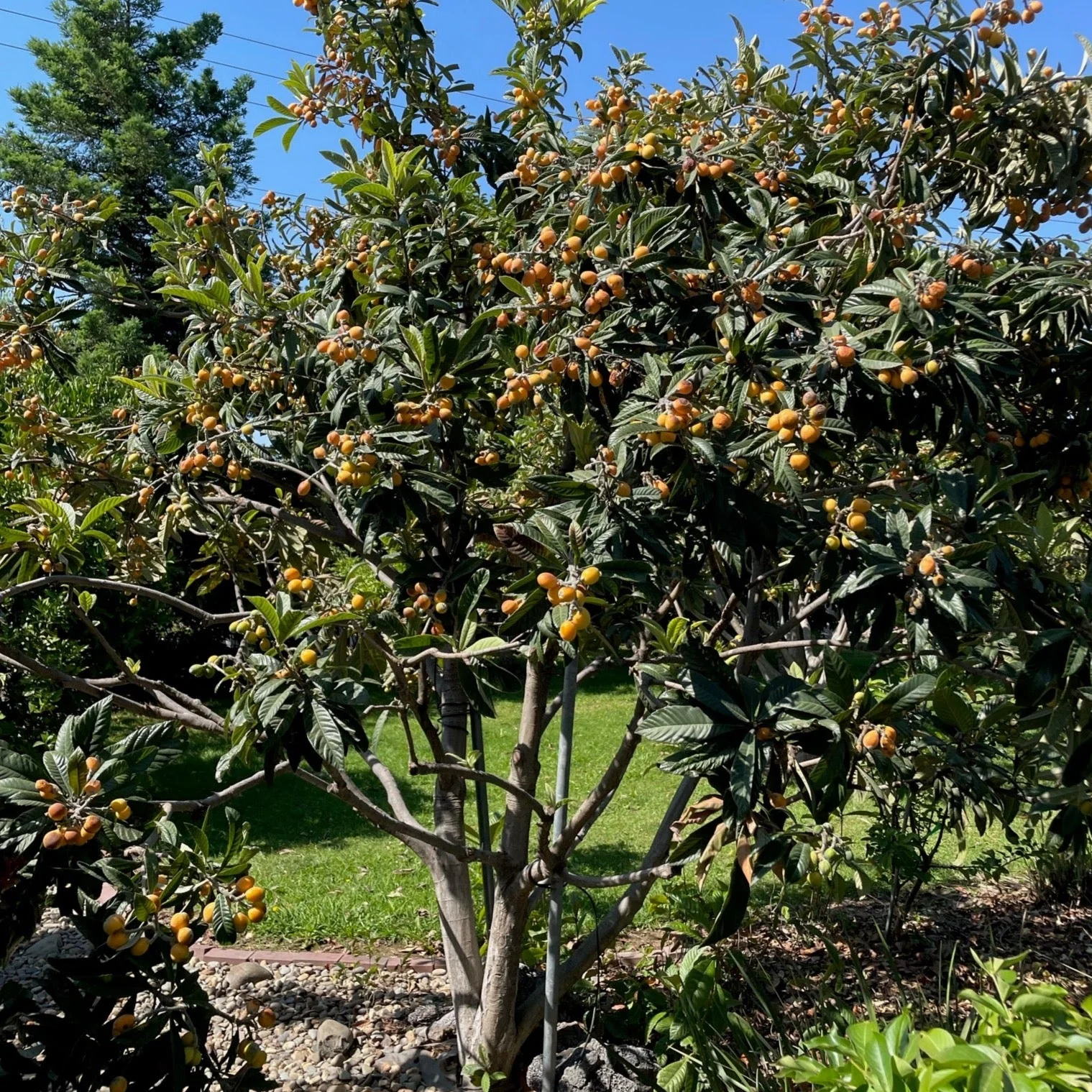 Fruiting Loquat Tree - Image 2
