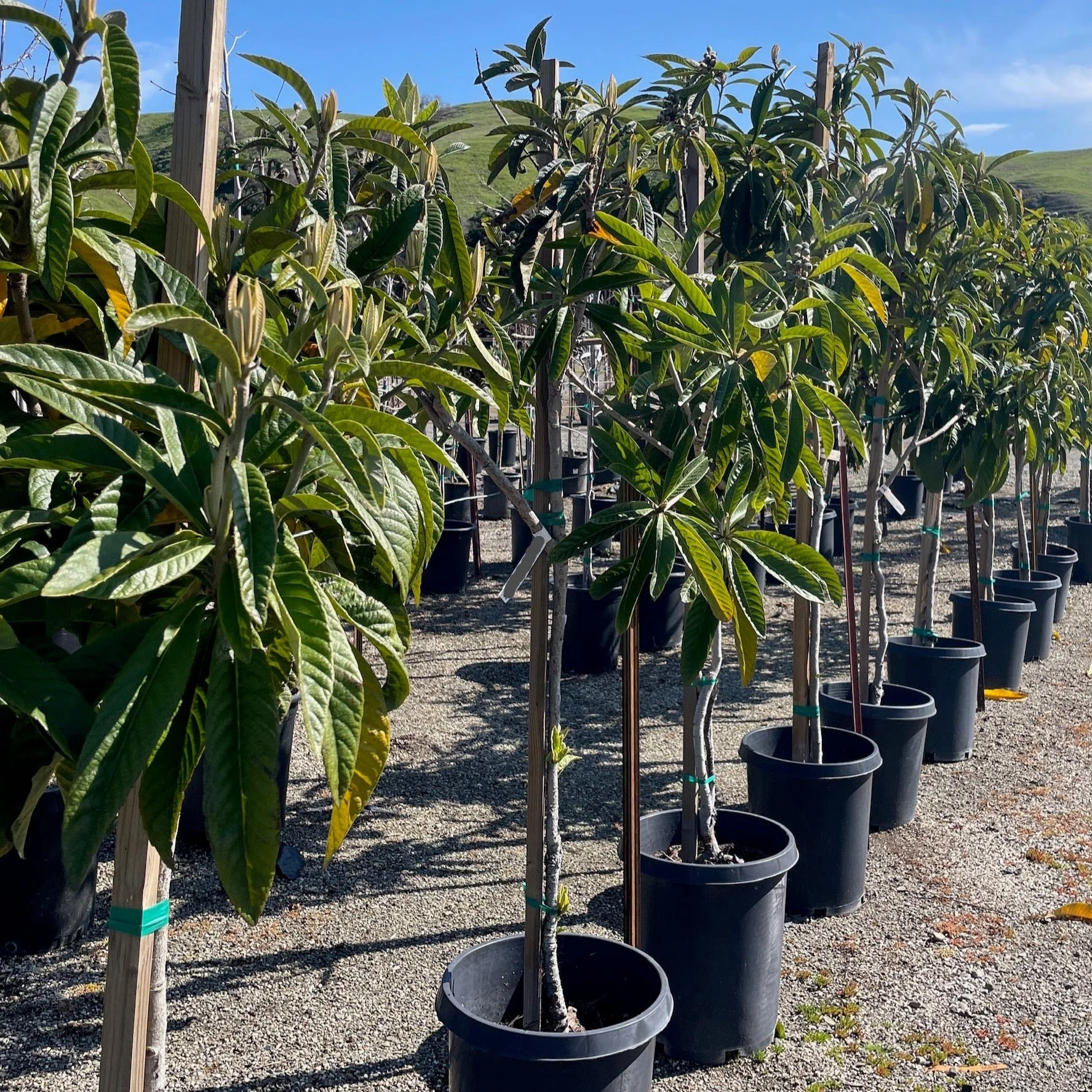 Fruiting Loquat Tree - Image 3
