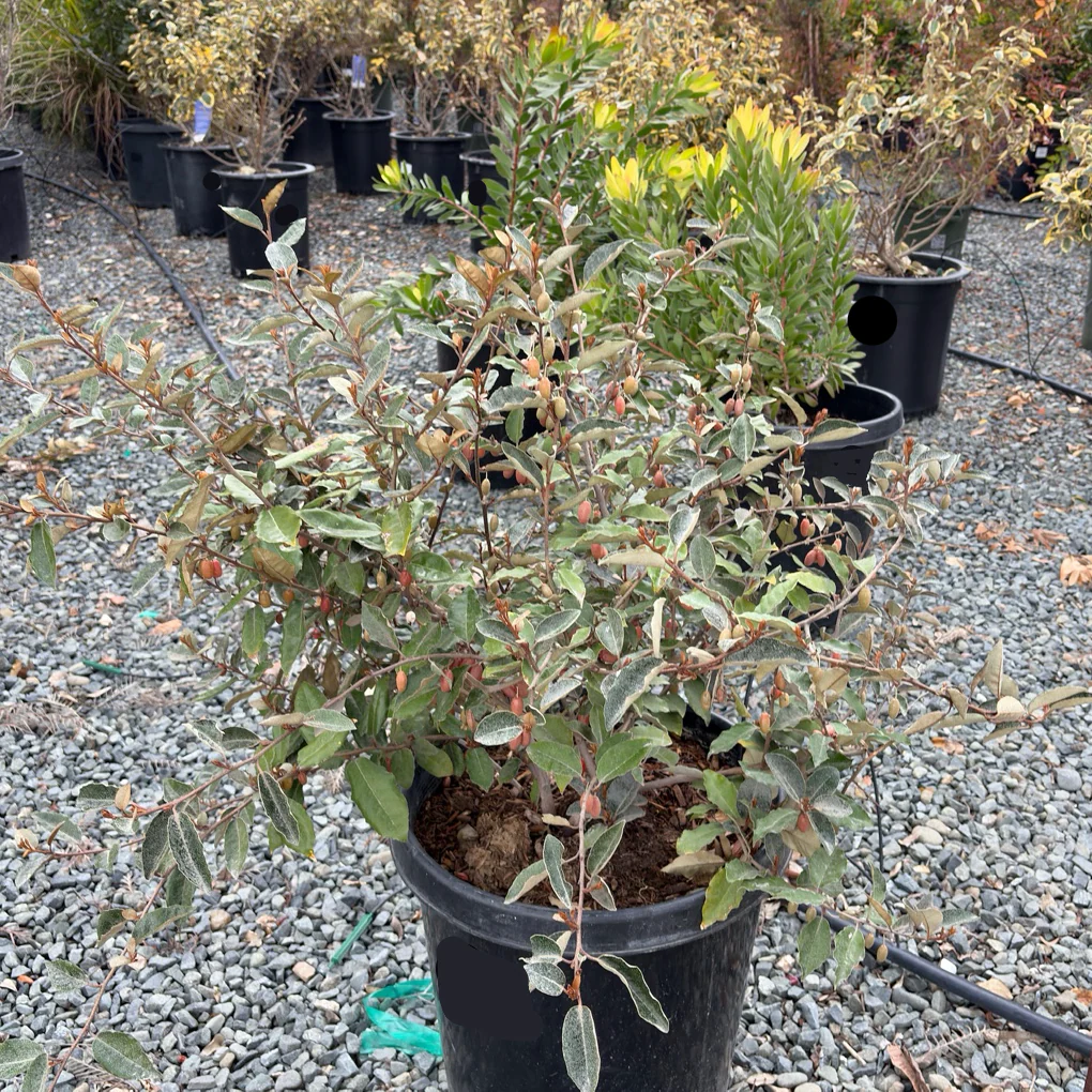 Fruitland Silverberry - Image 1