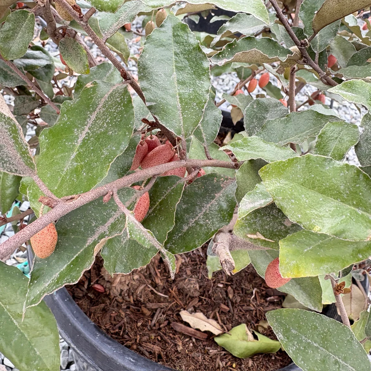 Fruitland Silverberry - Image 2
