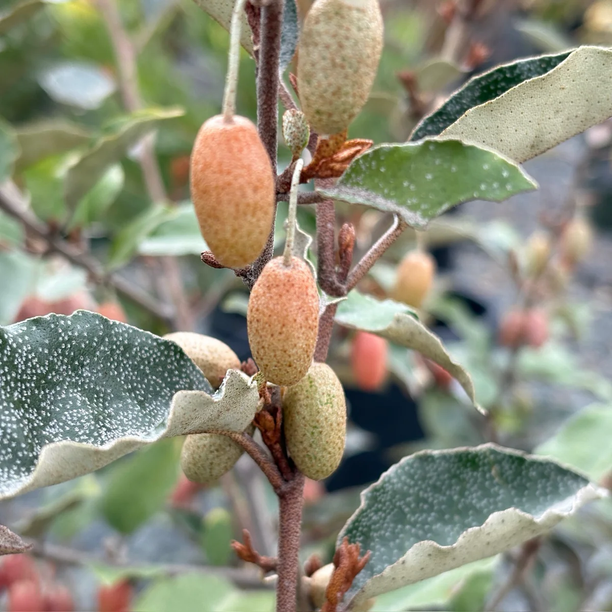 Fruitland Silverberry - Image 3