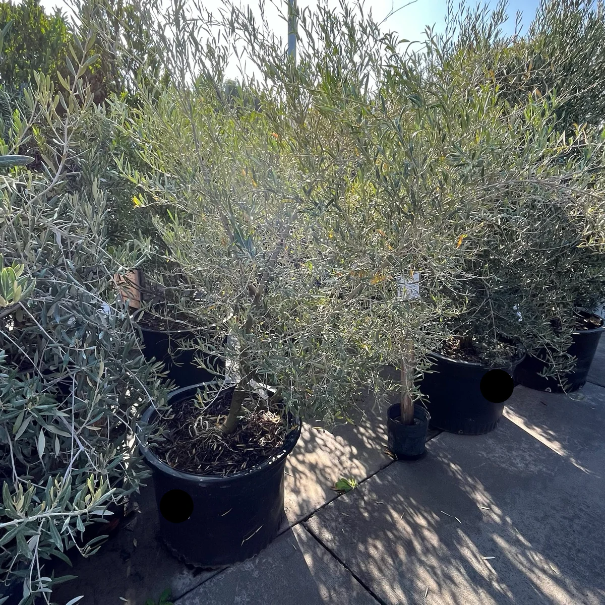 Fruitless Olive Tree - Image 3