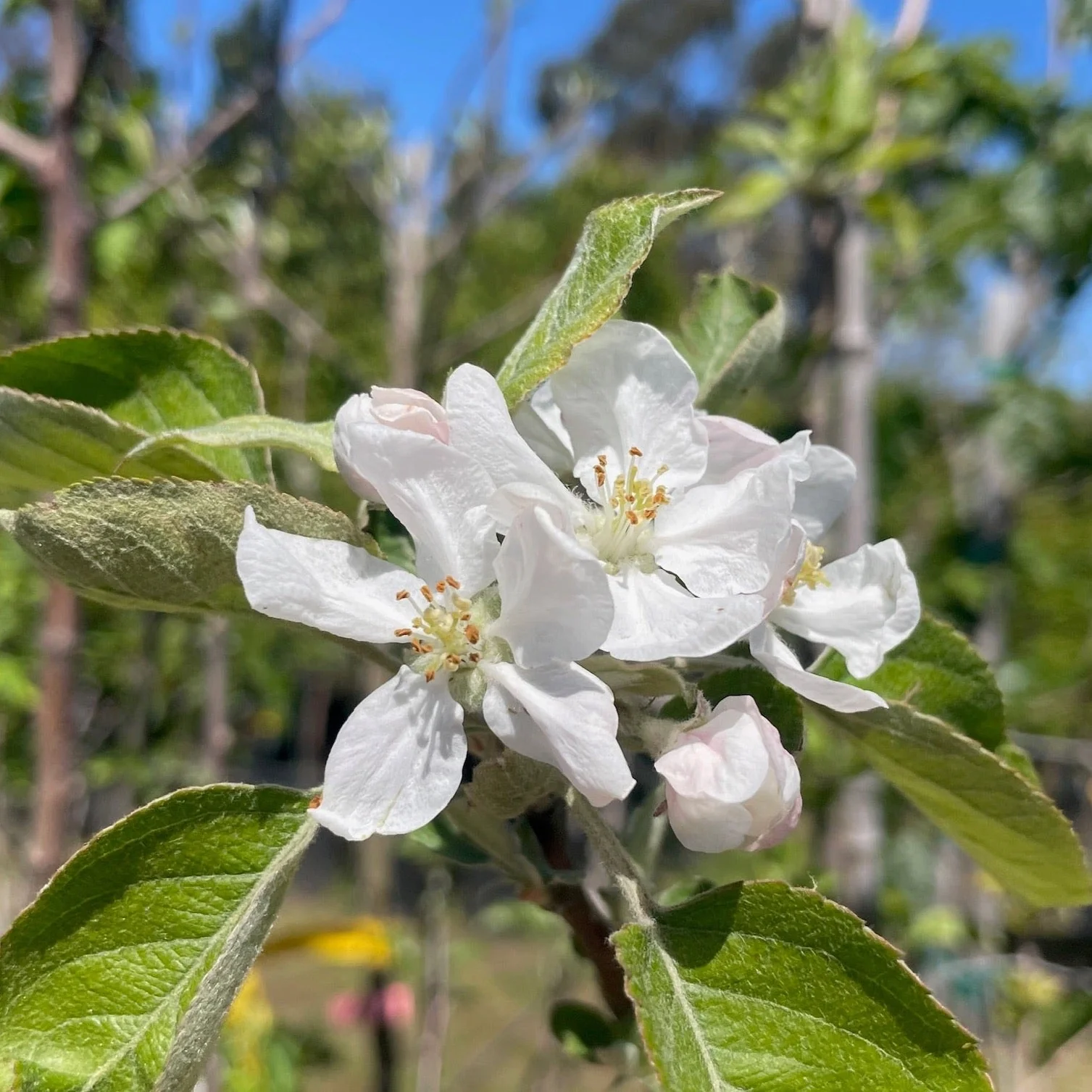 Fuji Apple Tree - Image 2