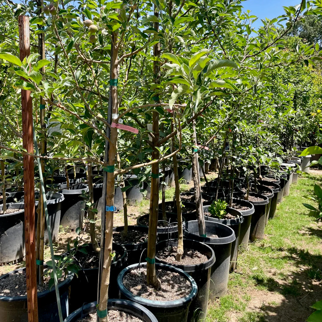 Fuji Apple Tree - Image 3