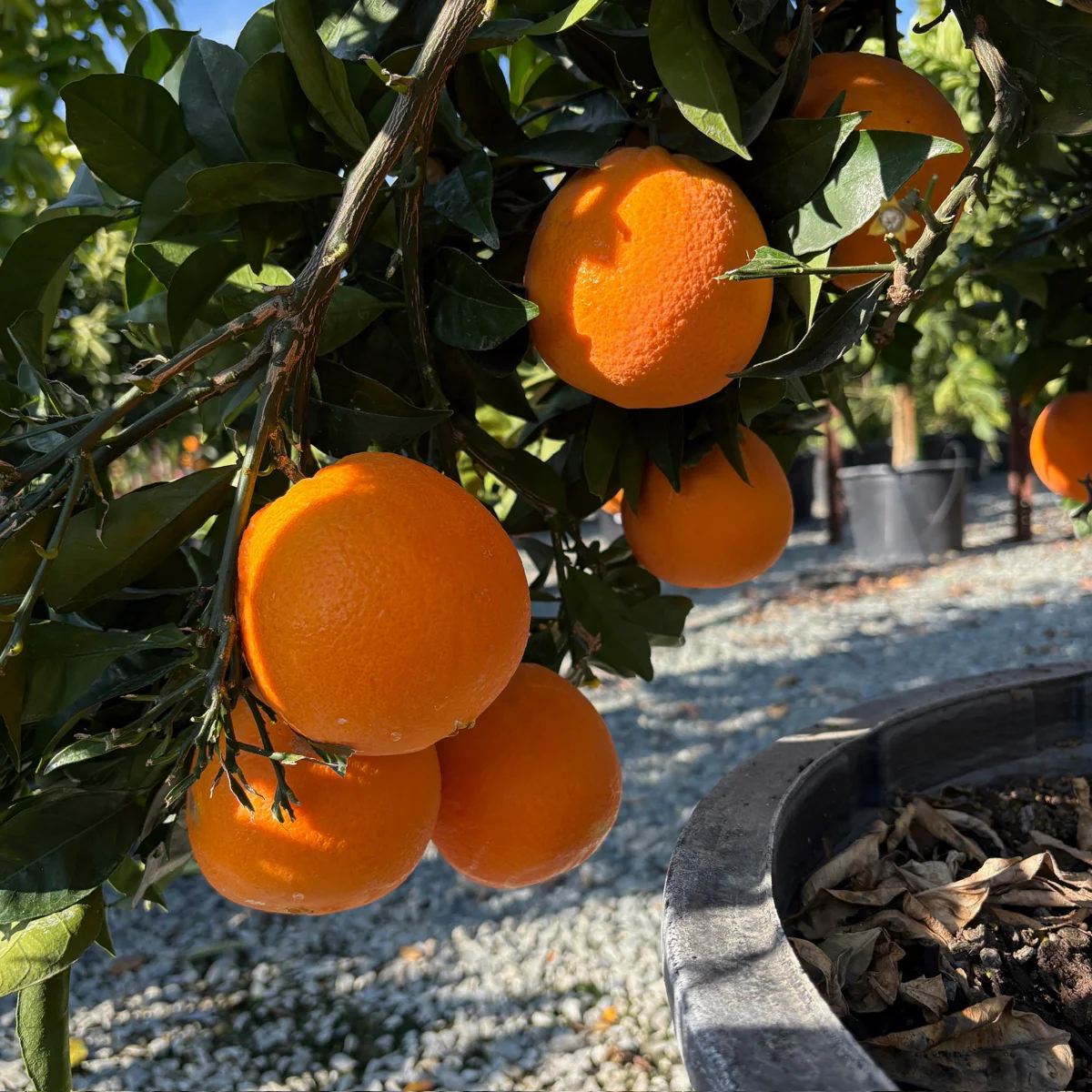 Fukumoto Navel Orange - Image 1