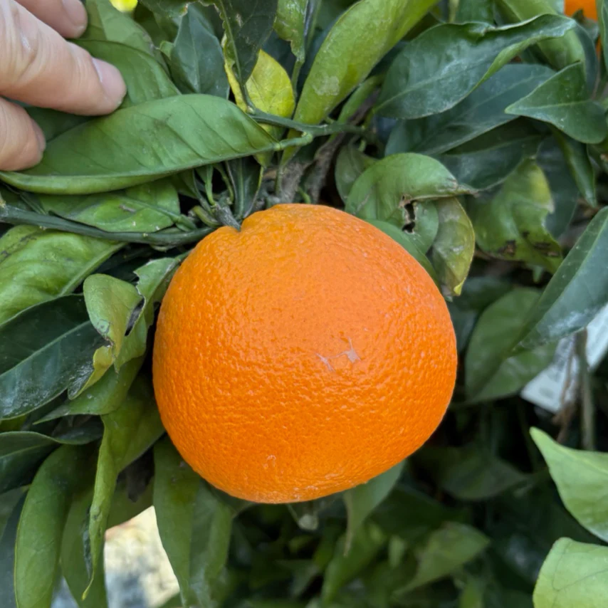 Fukumoto Navel Orange - Image 3