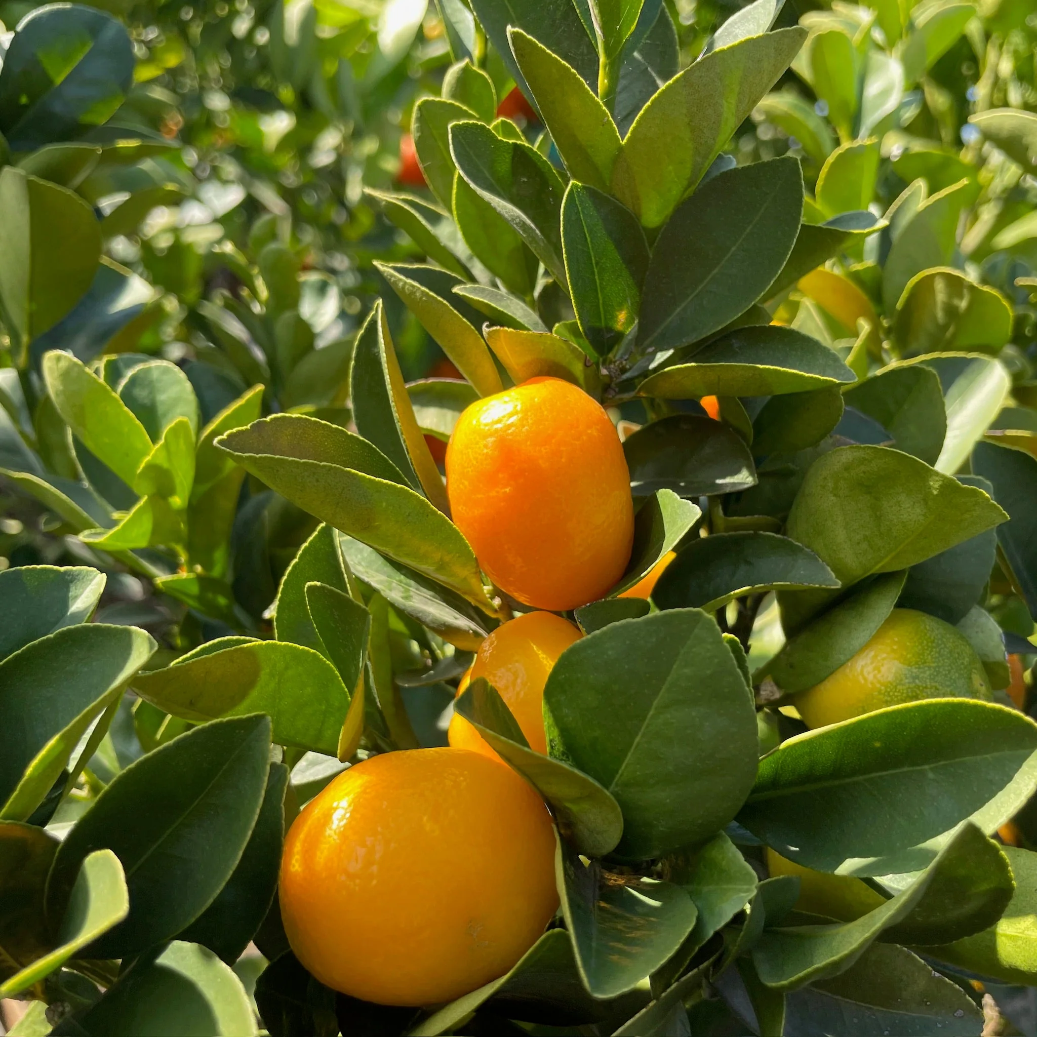 Fukushu Kumquat