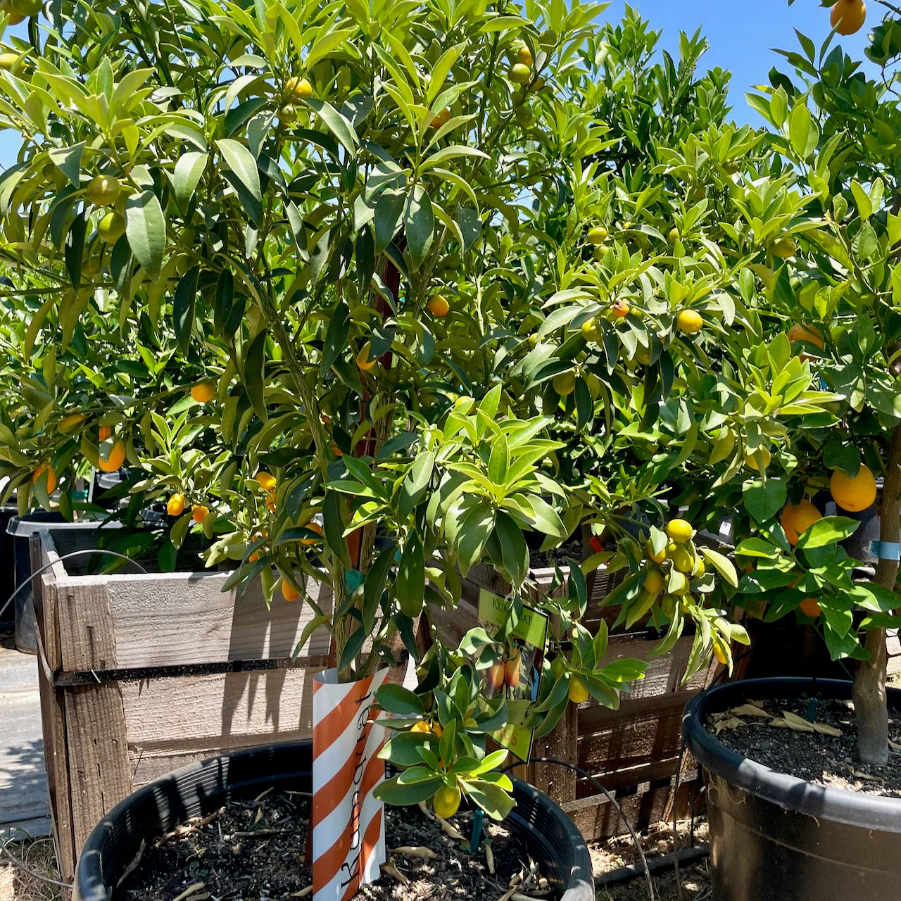 Fukushu Kumquat - Image 2
