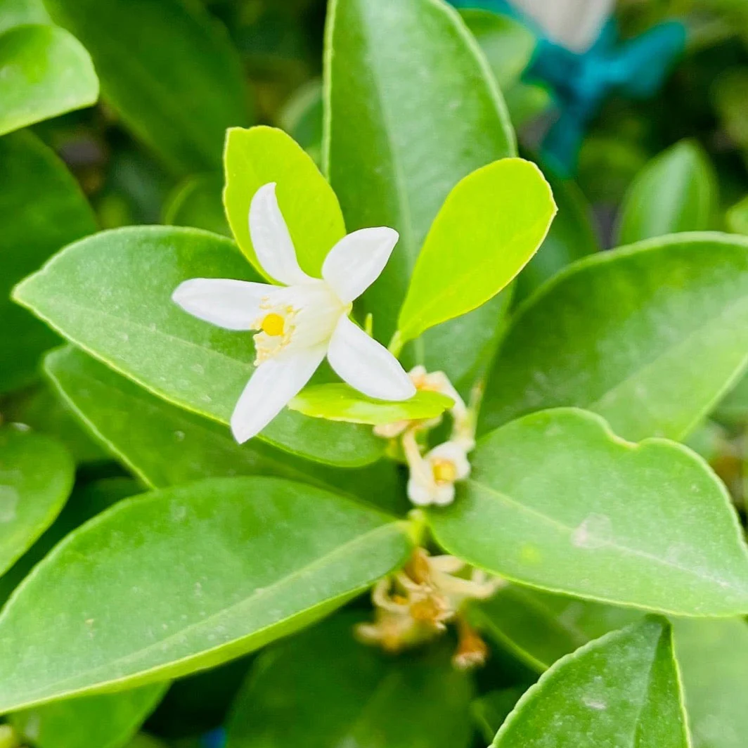 Fukushu Kumquat - Image 3