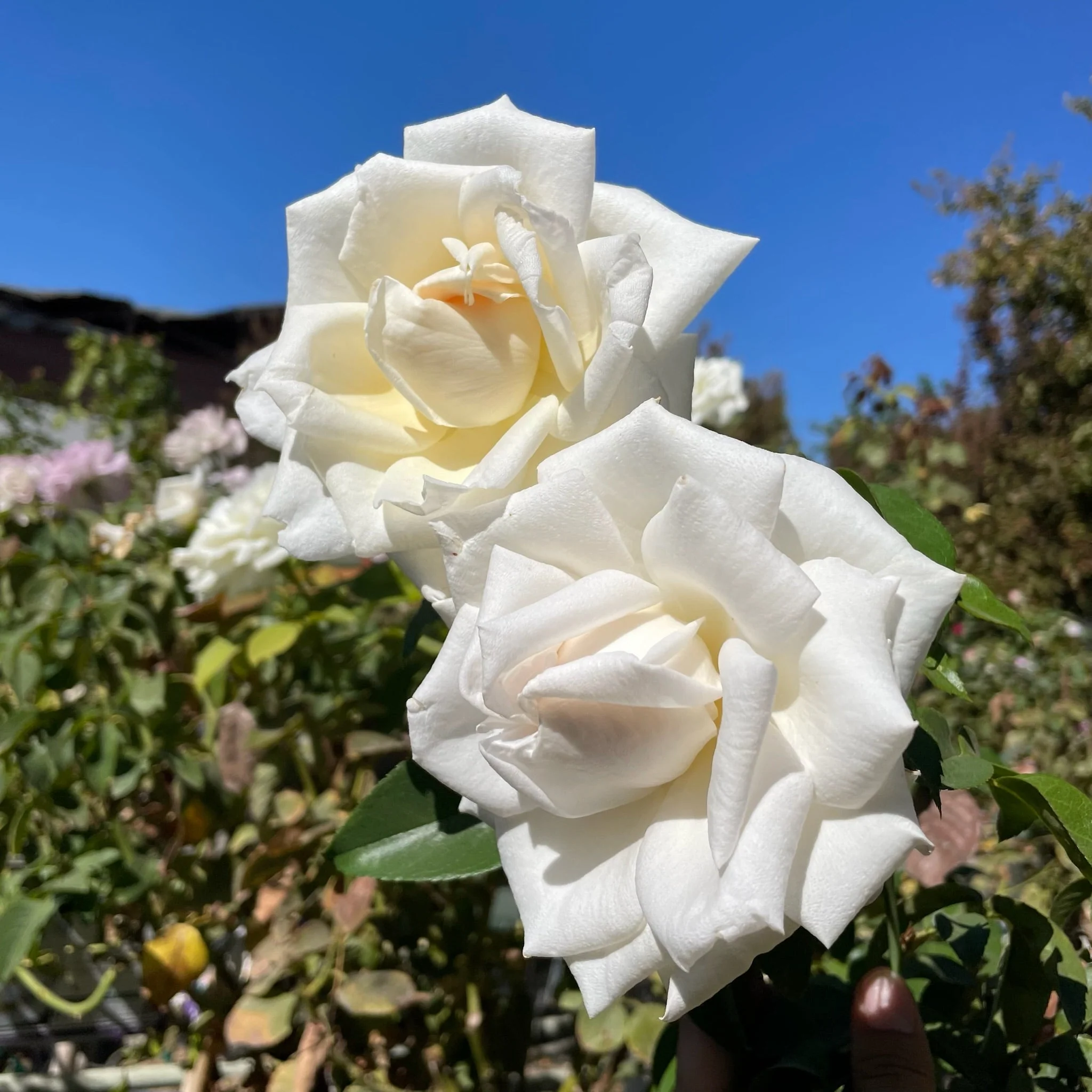 Full Sail Hybrid Tea Rose - Image 2