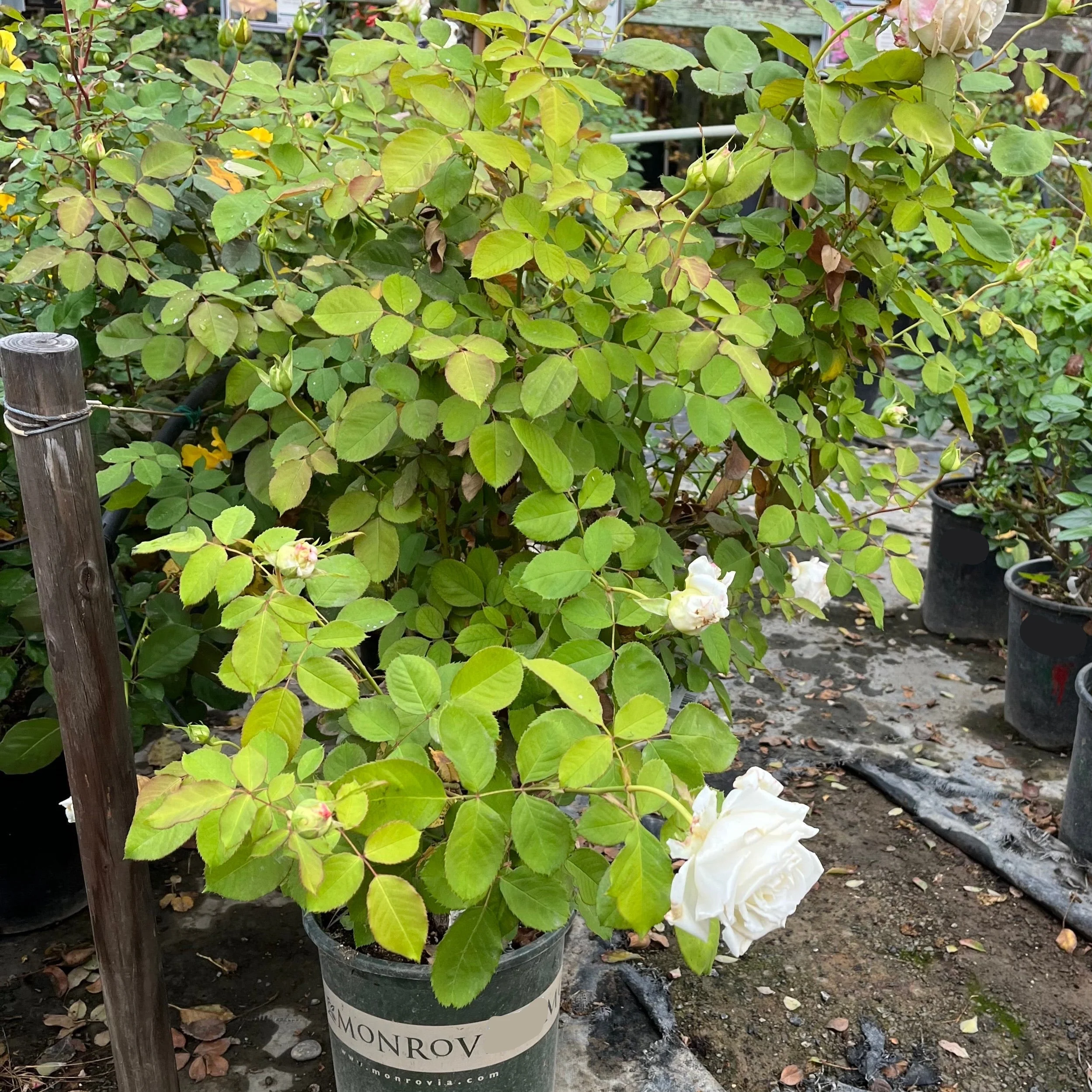 Full Sail Hybrid Tea Rose - Image 3