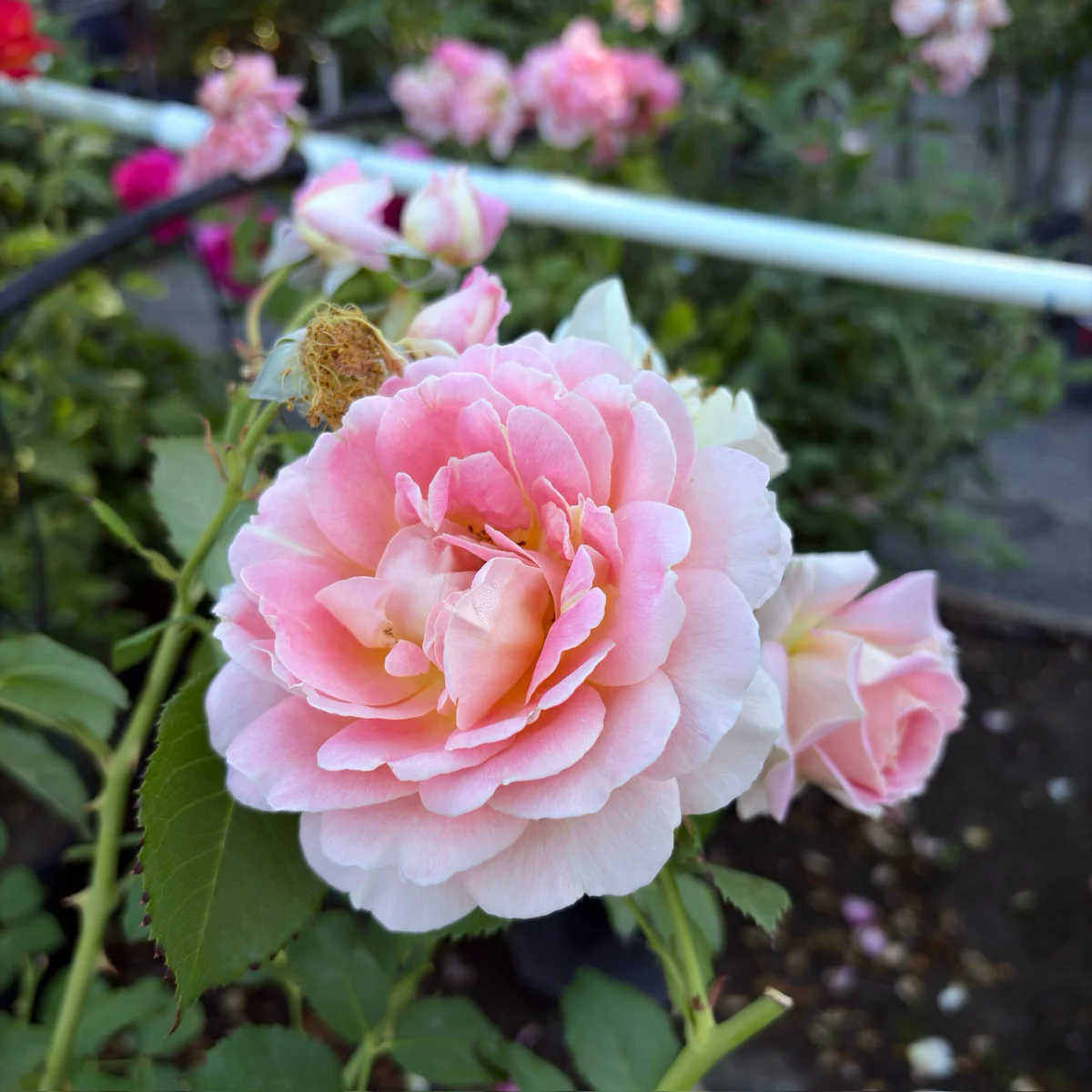 Fun In The Sun Grandiflora Rose