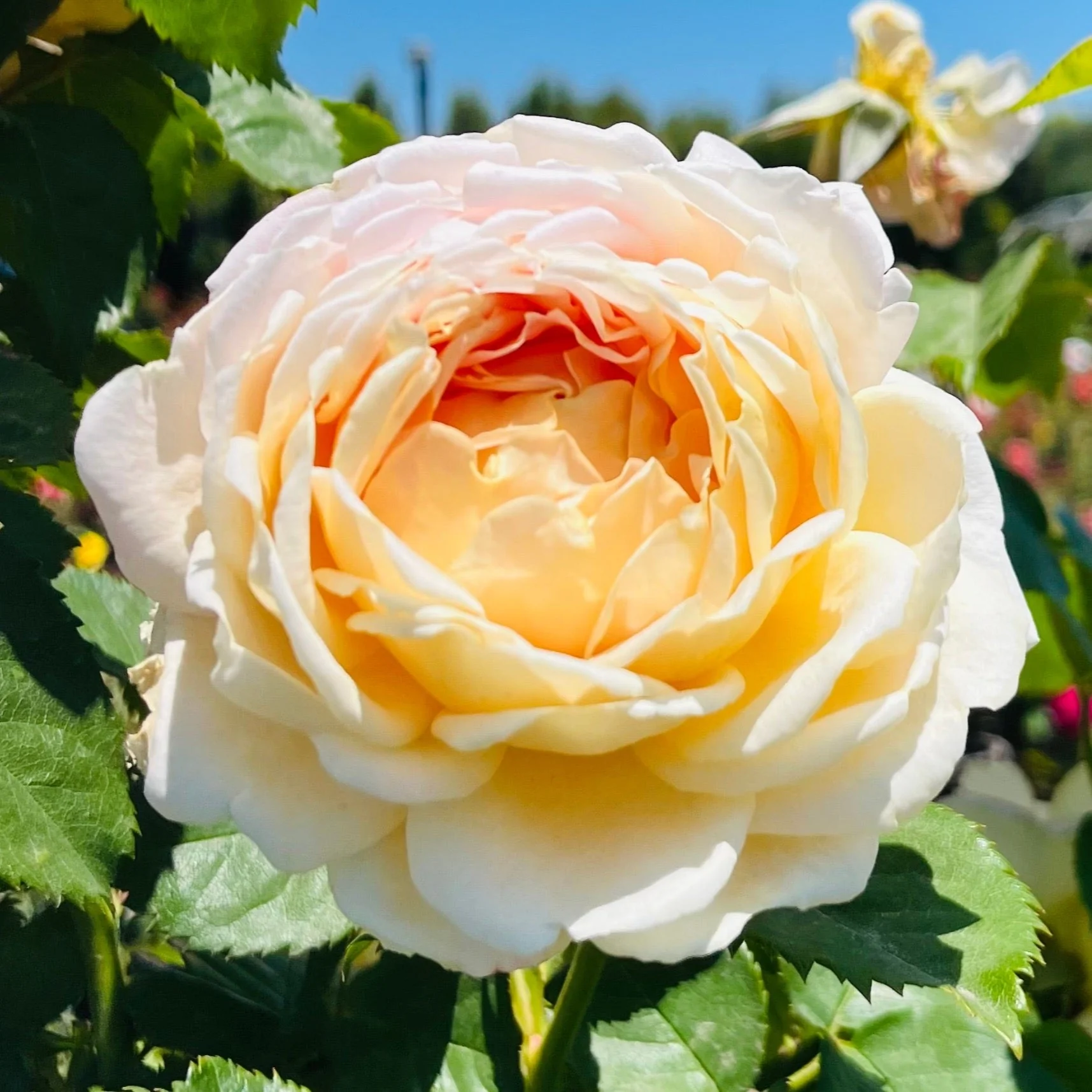 Fun In The Sun Grandiflora Rose - Image 2