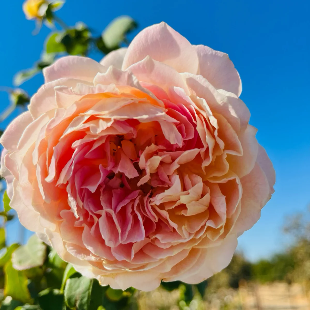 Fun In The Sun Grandiflora Rose - Image 3