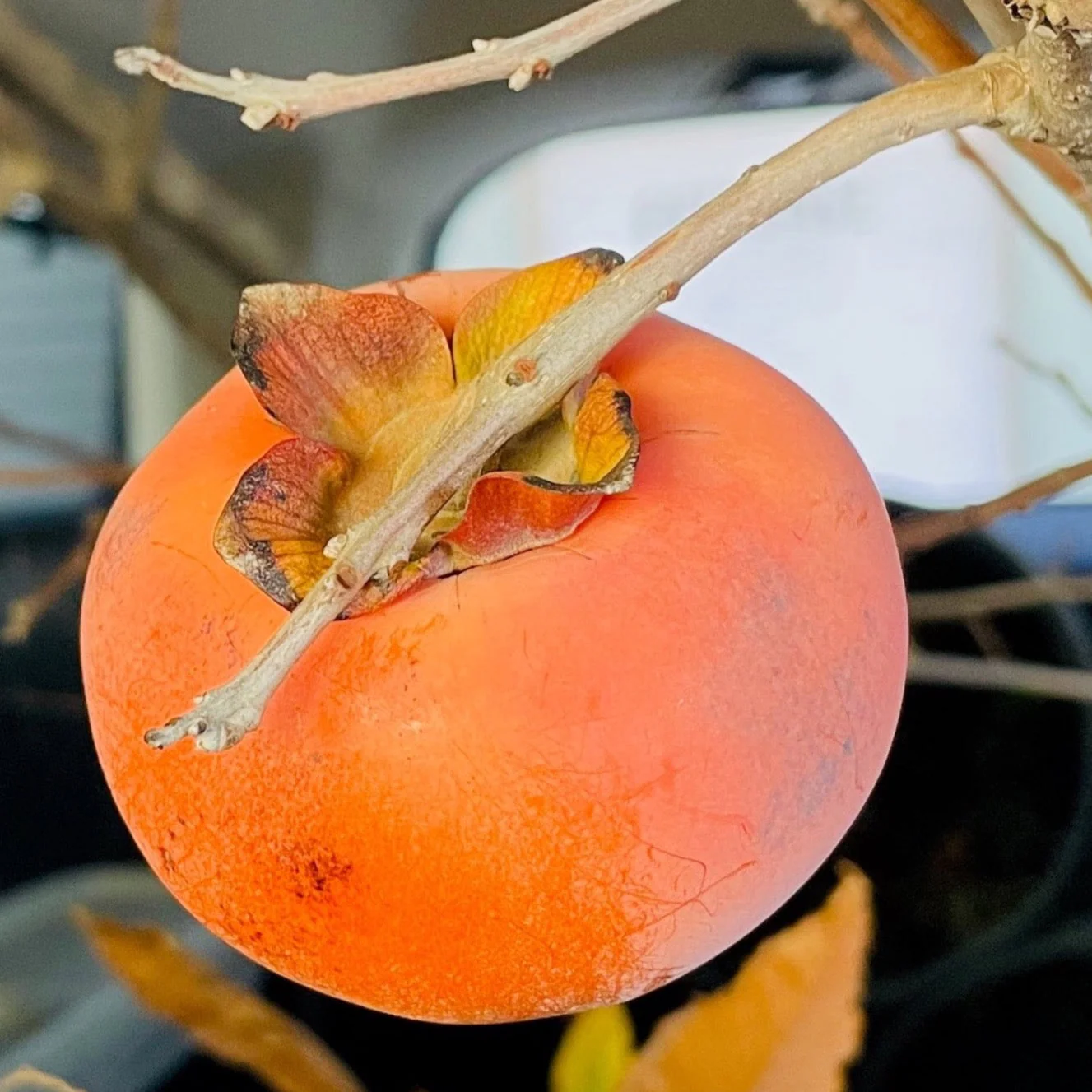 Fuyu Persimmon Tree