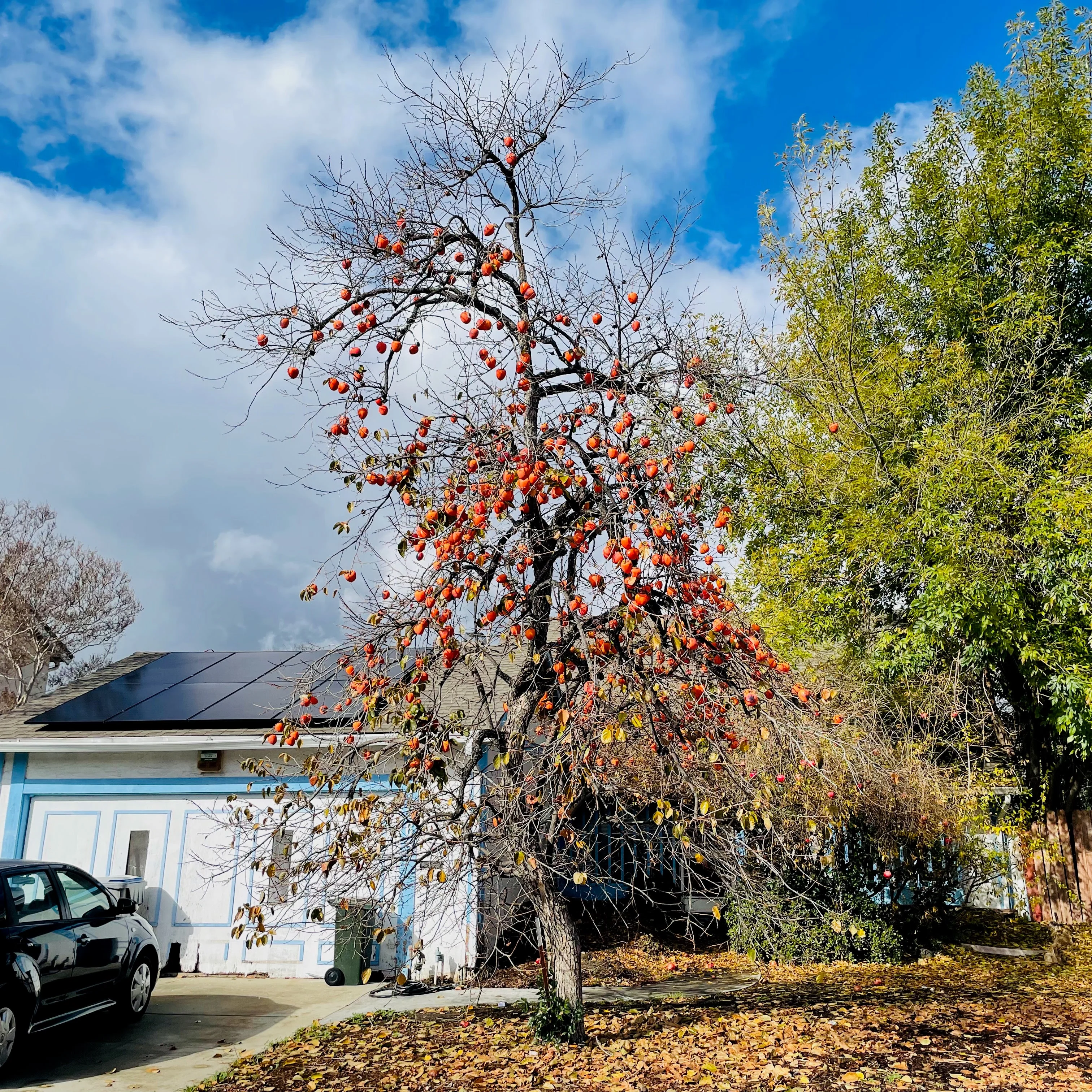 Fuyu Persimmon Tree - Image 2