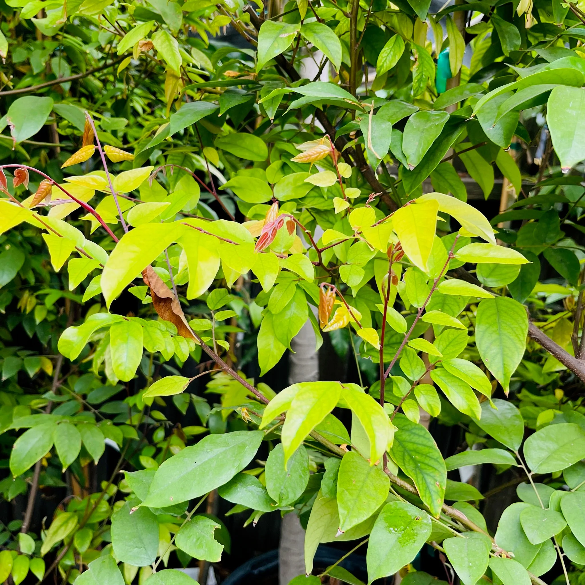 Fwang Tung Star Fruit - Image 2