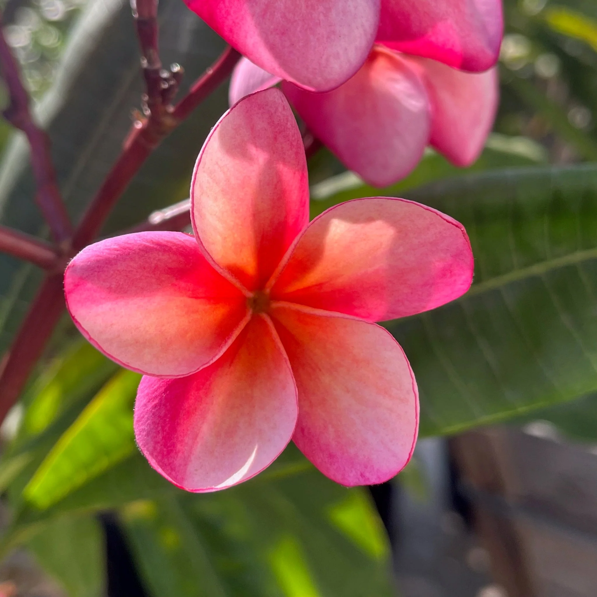 Gabrielle Plumeria