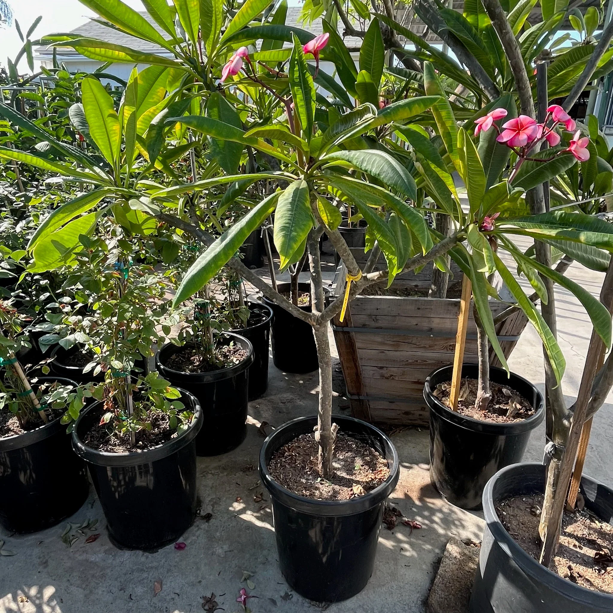 Gabrielle Plumeria - Image 2