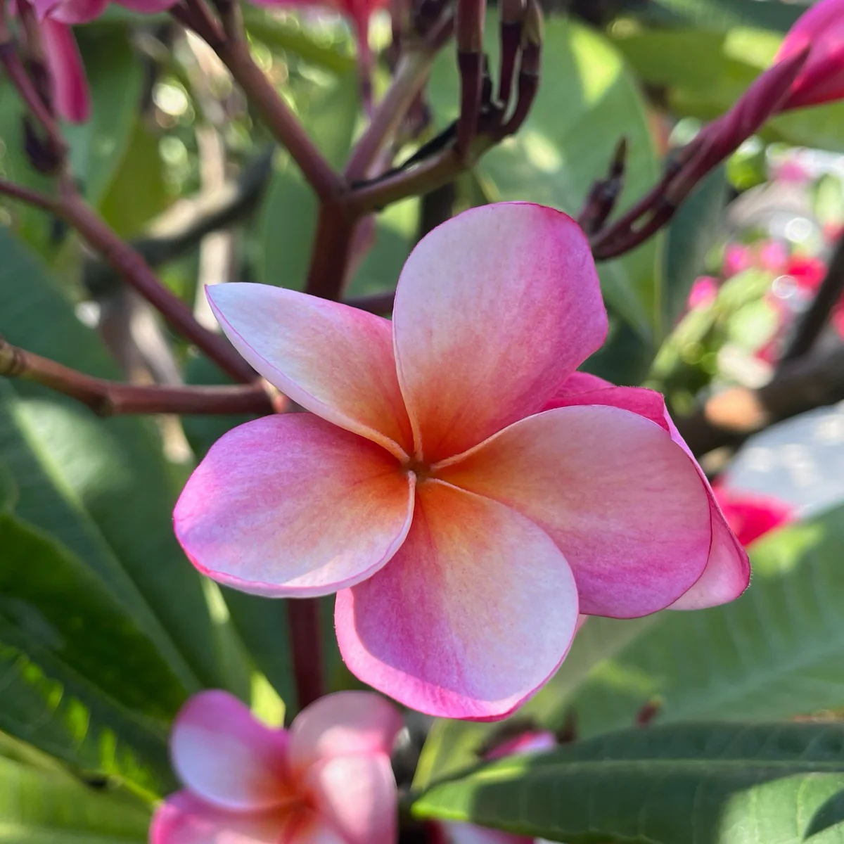 Gabrielle Plumeria - Image 3