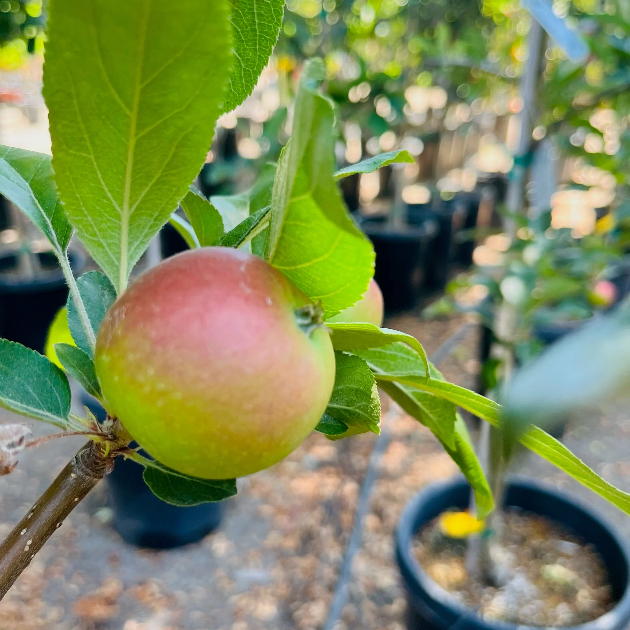 Gala Apple Tree - Image 2