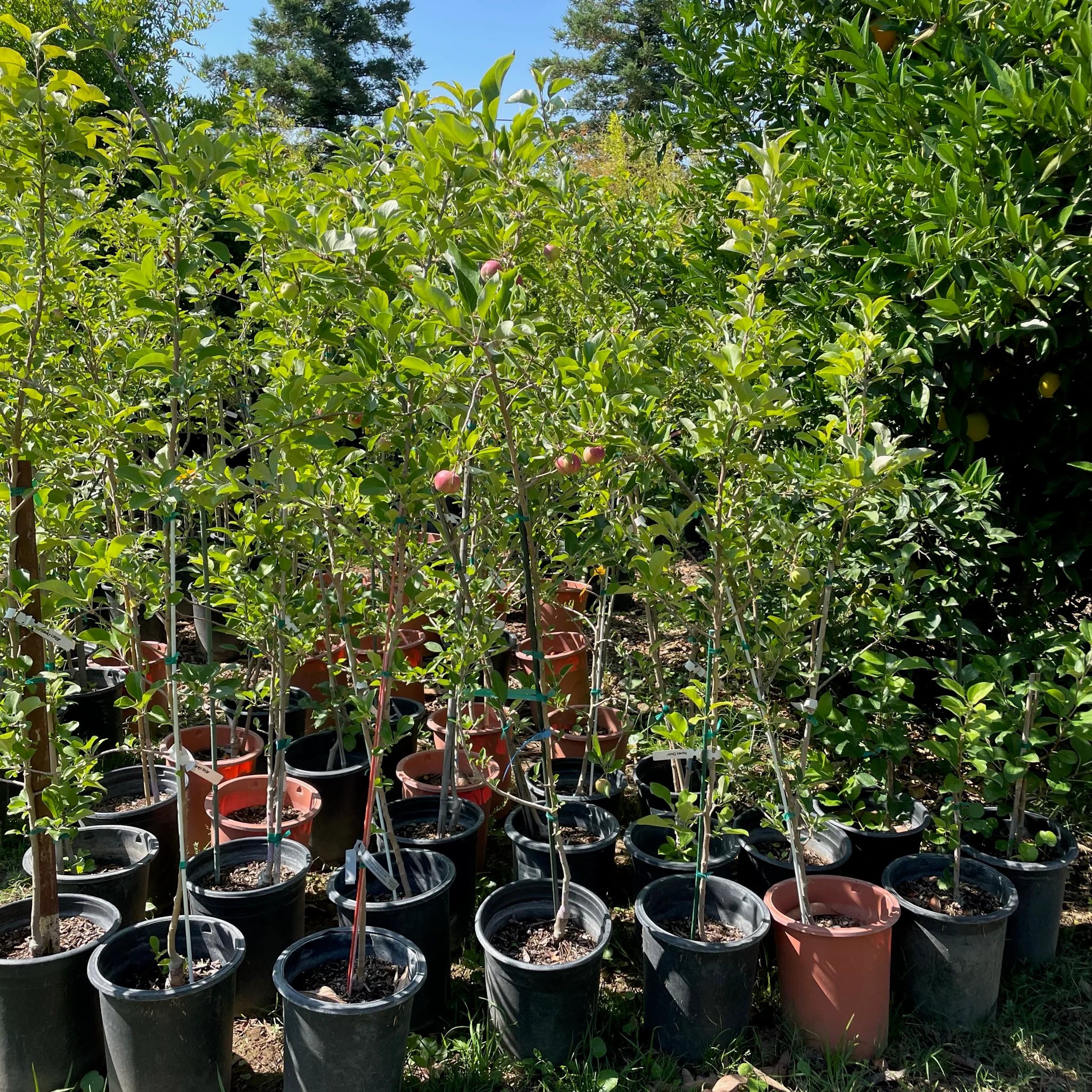 Gala Apple Tree - Image 3