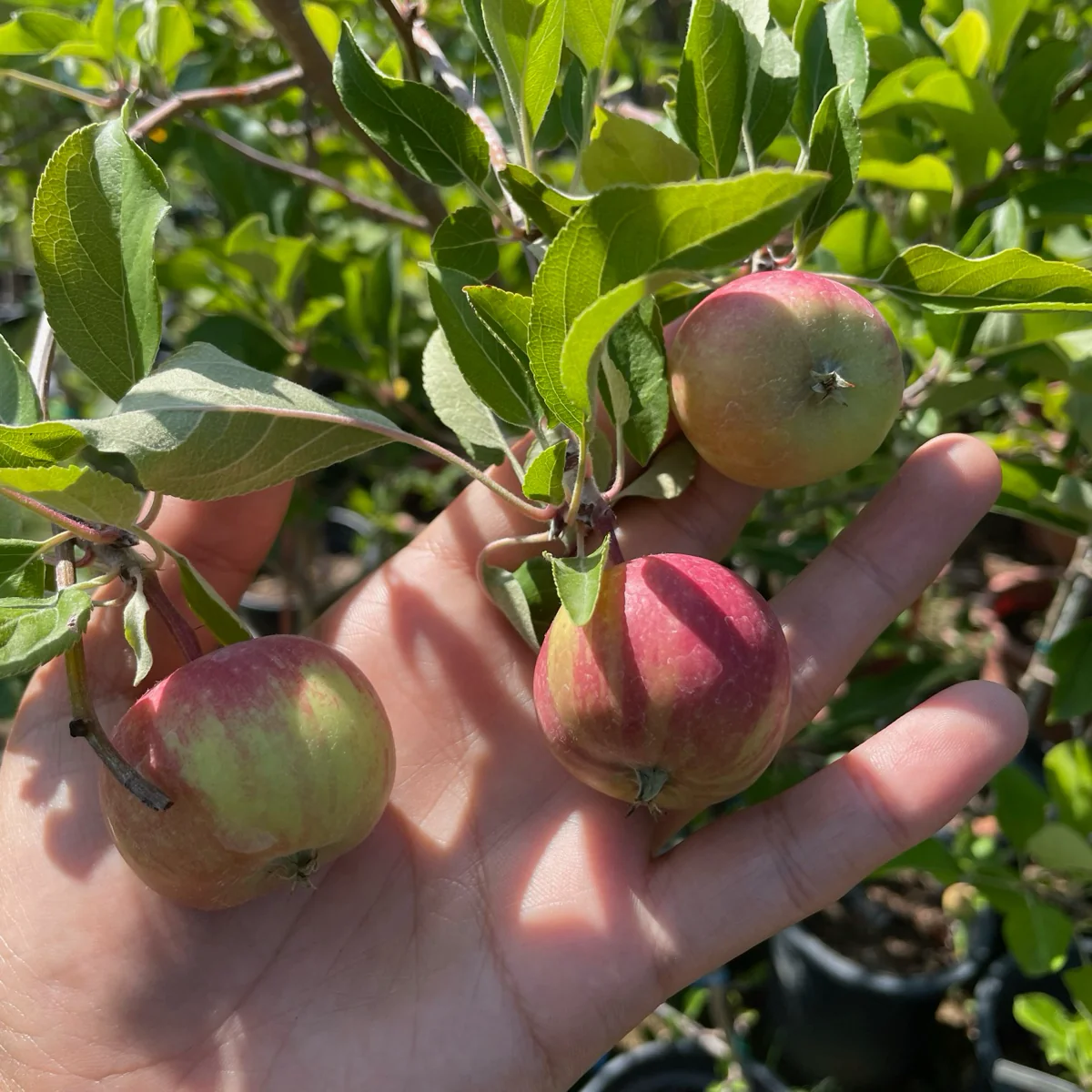 Gala Apple Tree