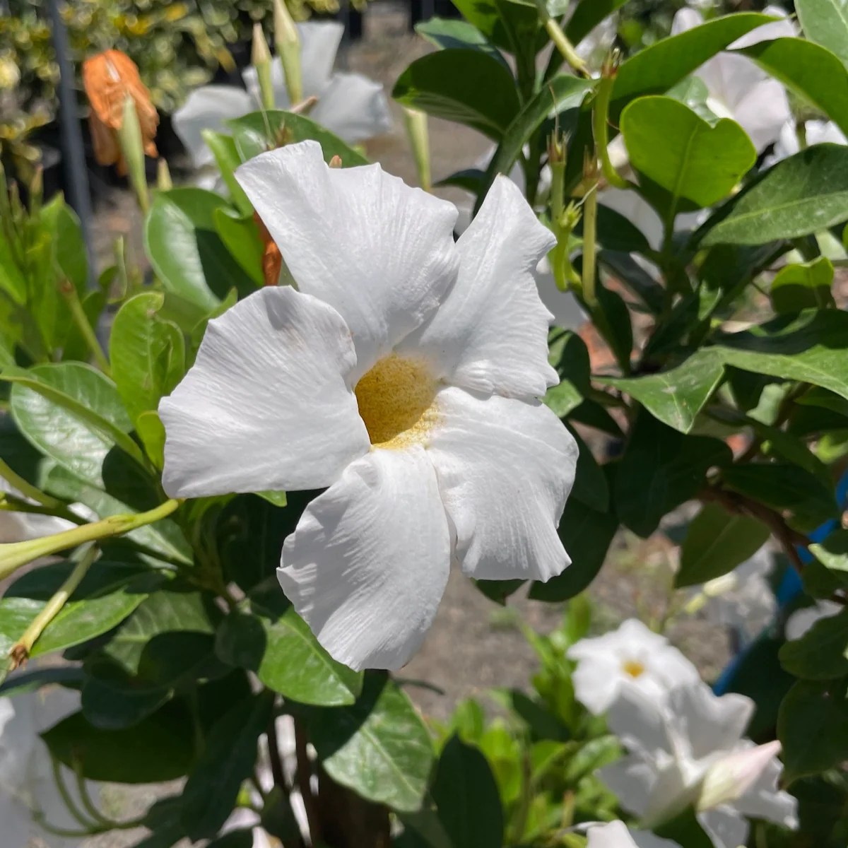White Mandevilla