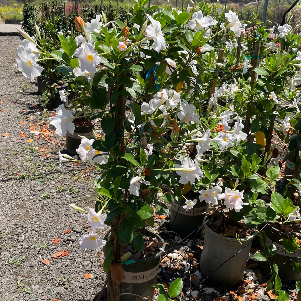 White Mandevilla - Image 3