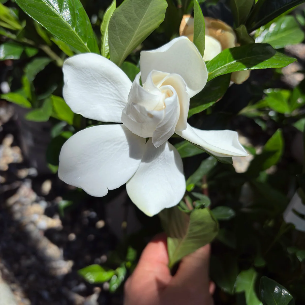 August Beauty Gardenia - Image 3