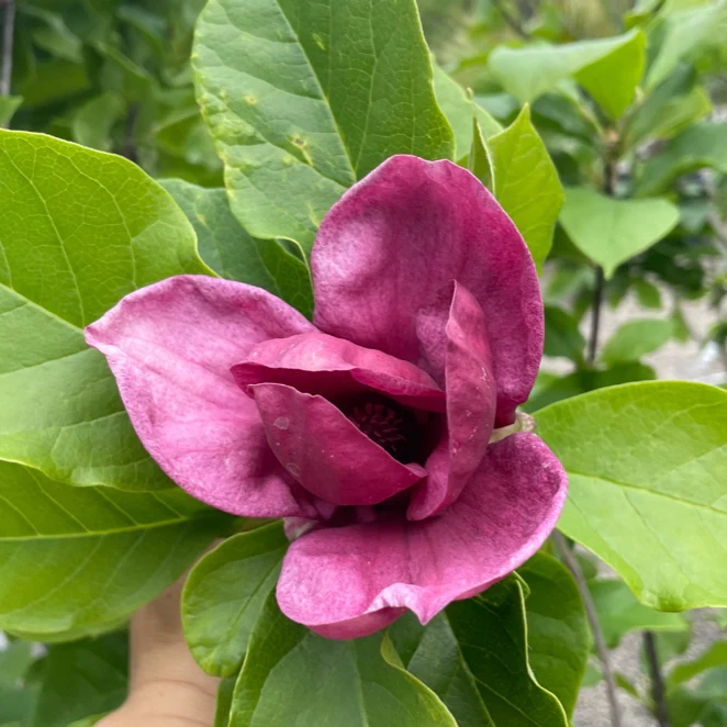 Genie Saucer Magnolia - Image 1
