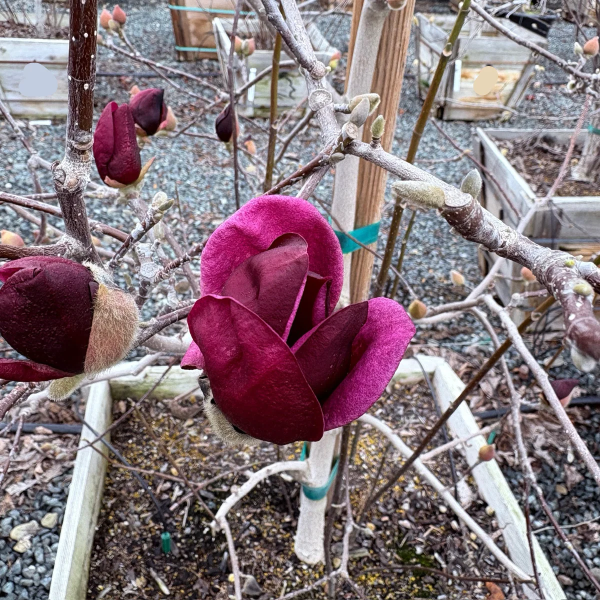 Genie Saucer Magnolia - Image 2