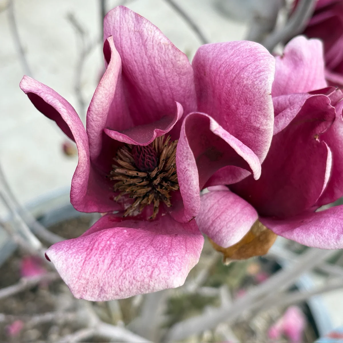 Genie Saucer Magnolia - Image 3