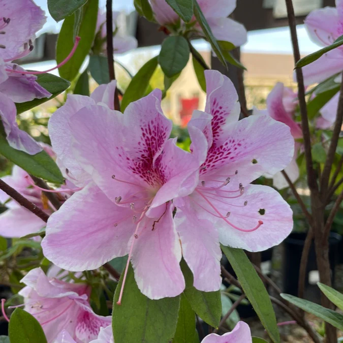 George L Taber Azalea - Image 2