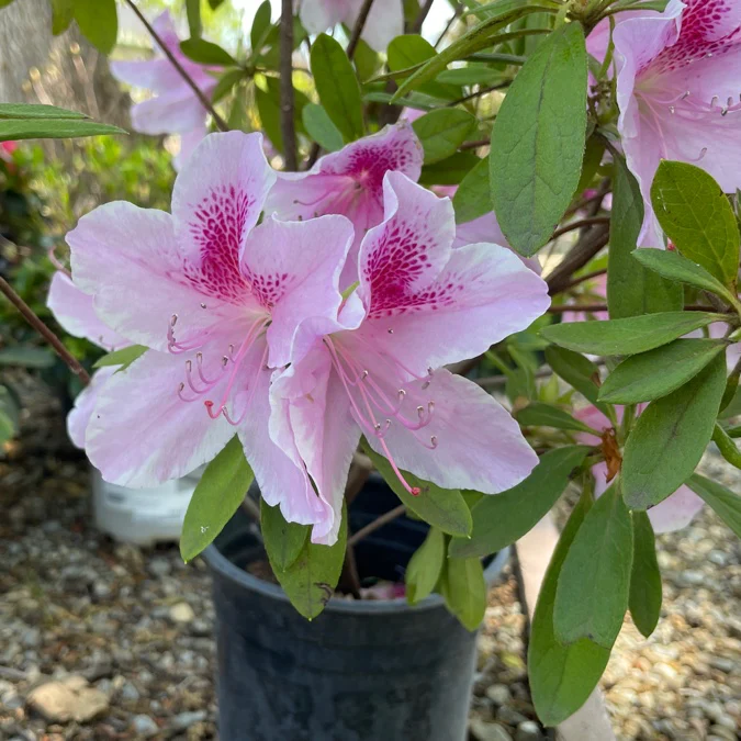 George L Taber Azalea - Image 3