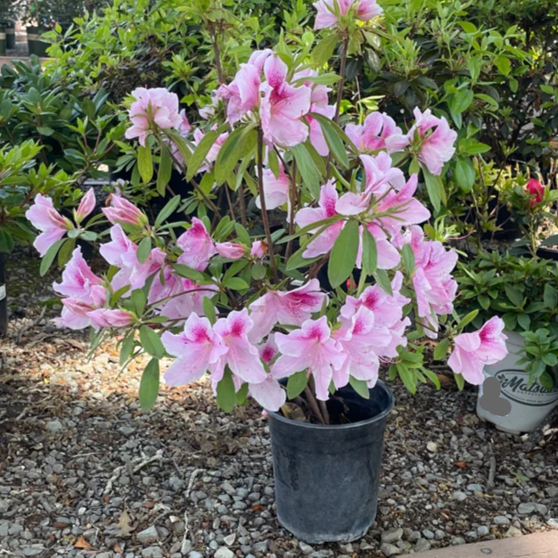 George L Taber Azalea - Image 1