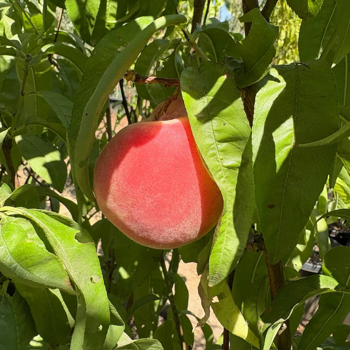 Giant Babcock White Peach - Image 1
