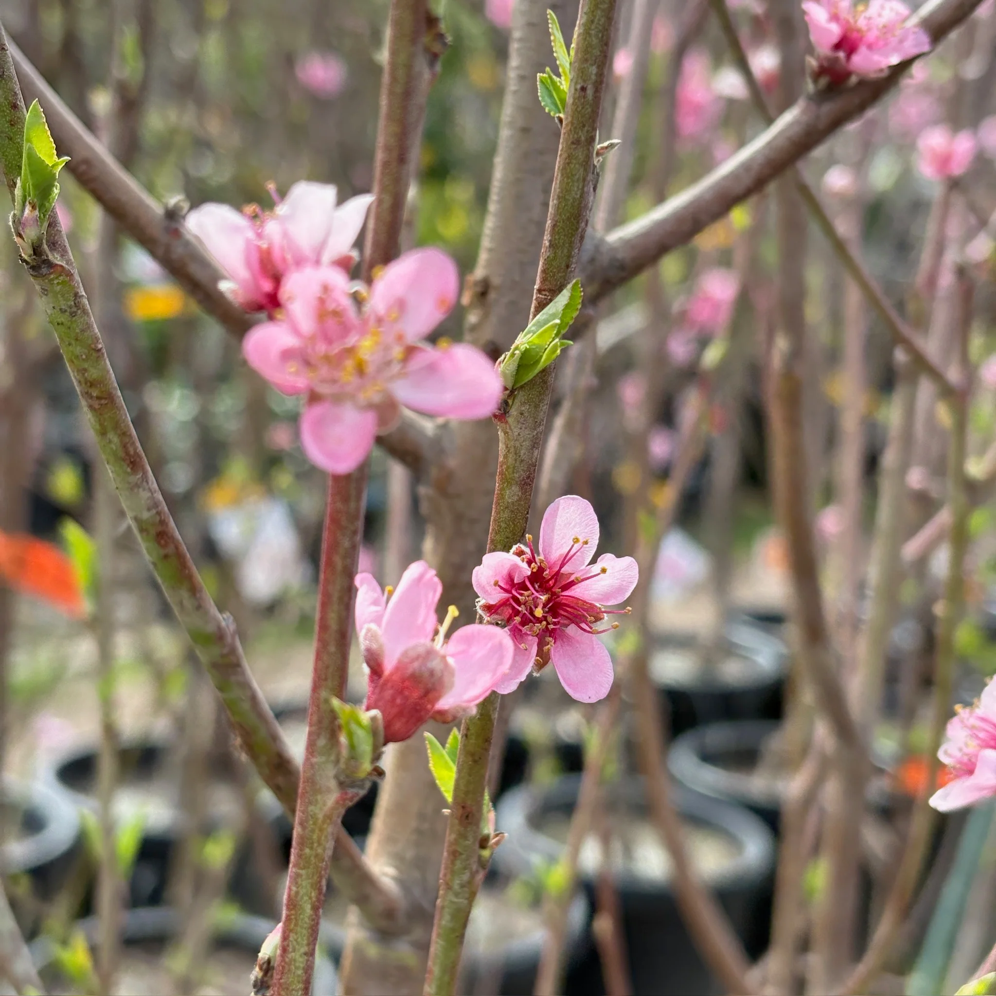 Giant Babcock White Peach - Image 2
