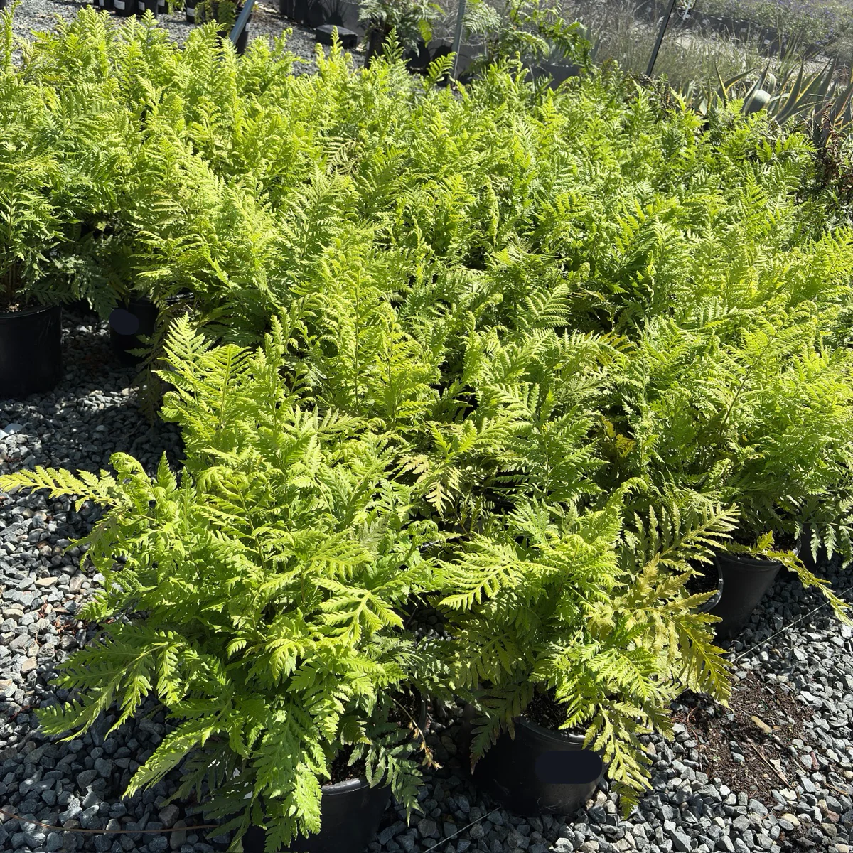 Giant Chain Fern - Image 1