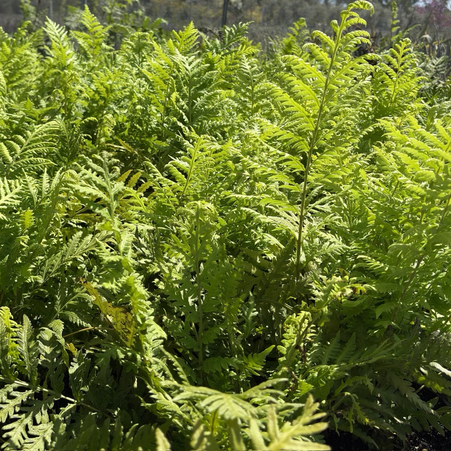 Giant Chain Fern - Image 3