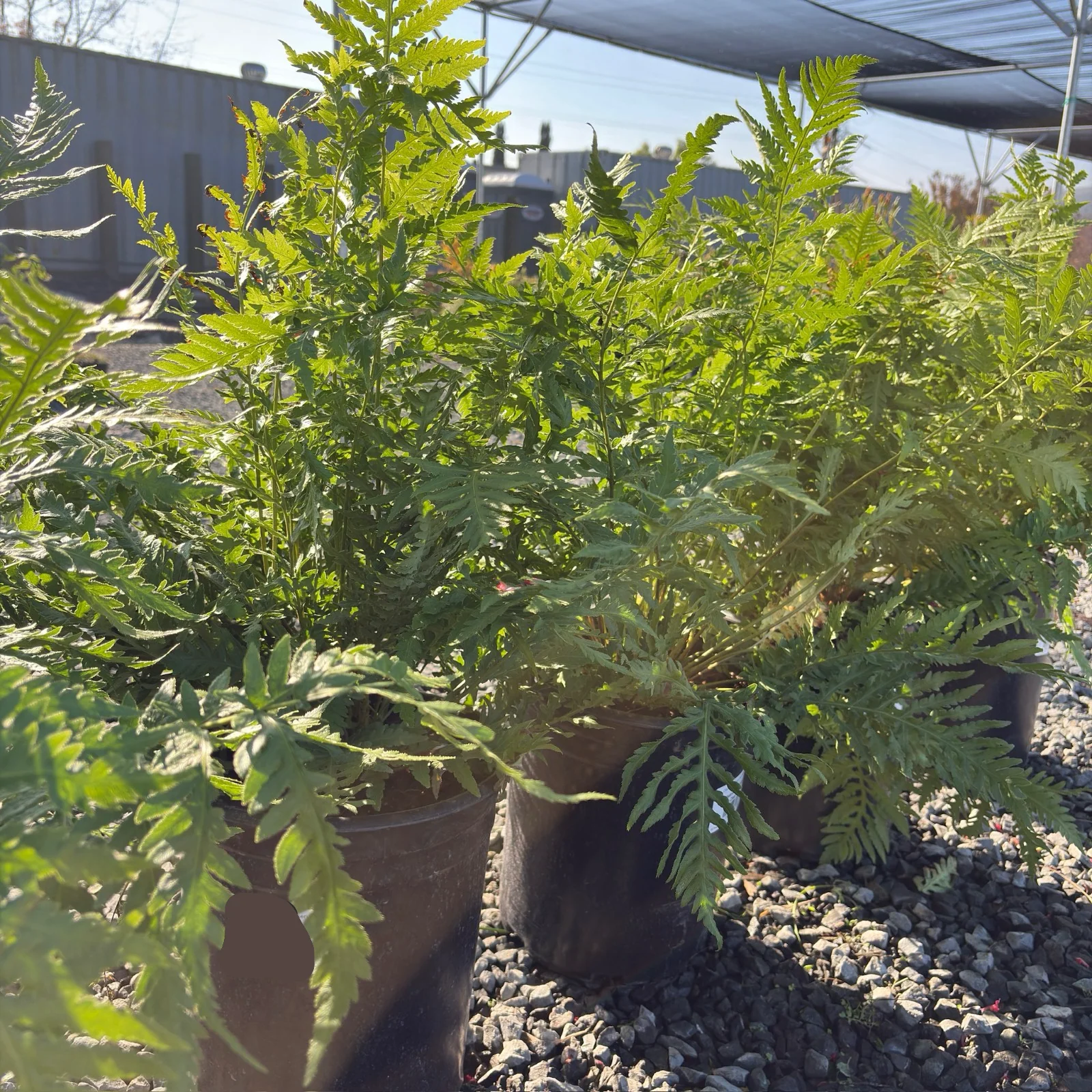 Giant Chain Fern - Image 2