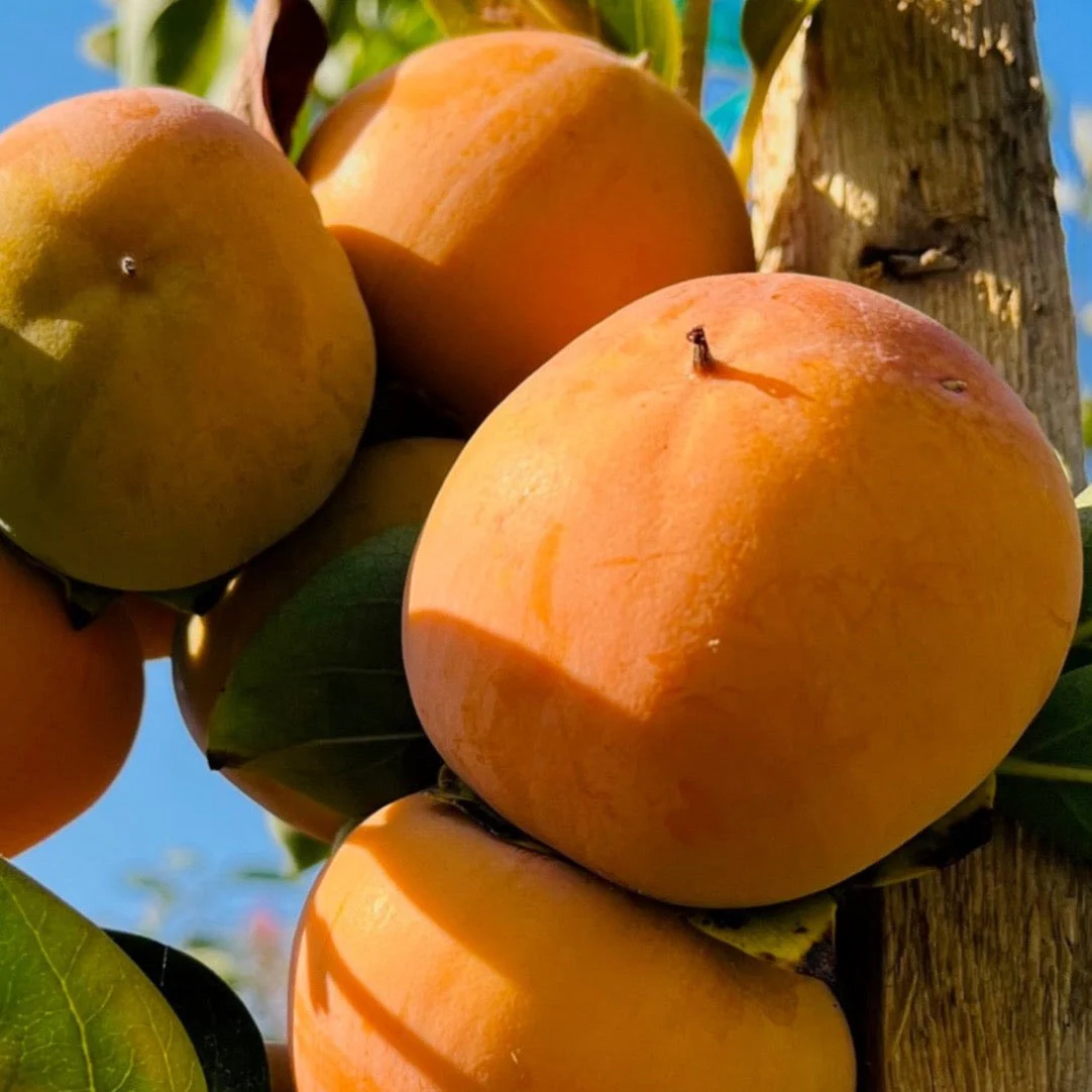 Giant Fuyu Persimmon