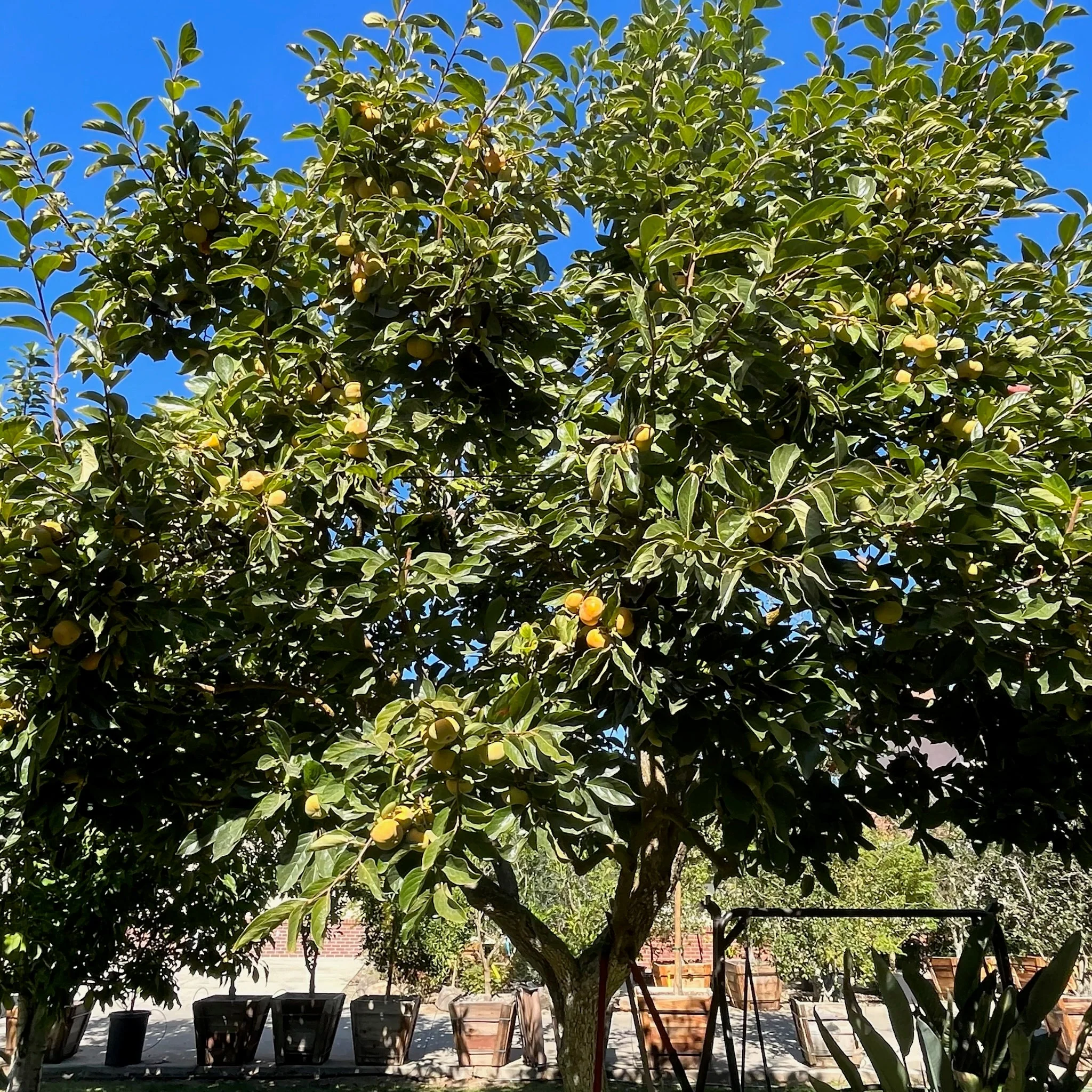 Giant Fuyu Persimmon - Image 2