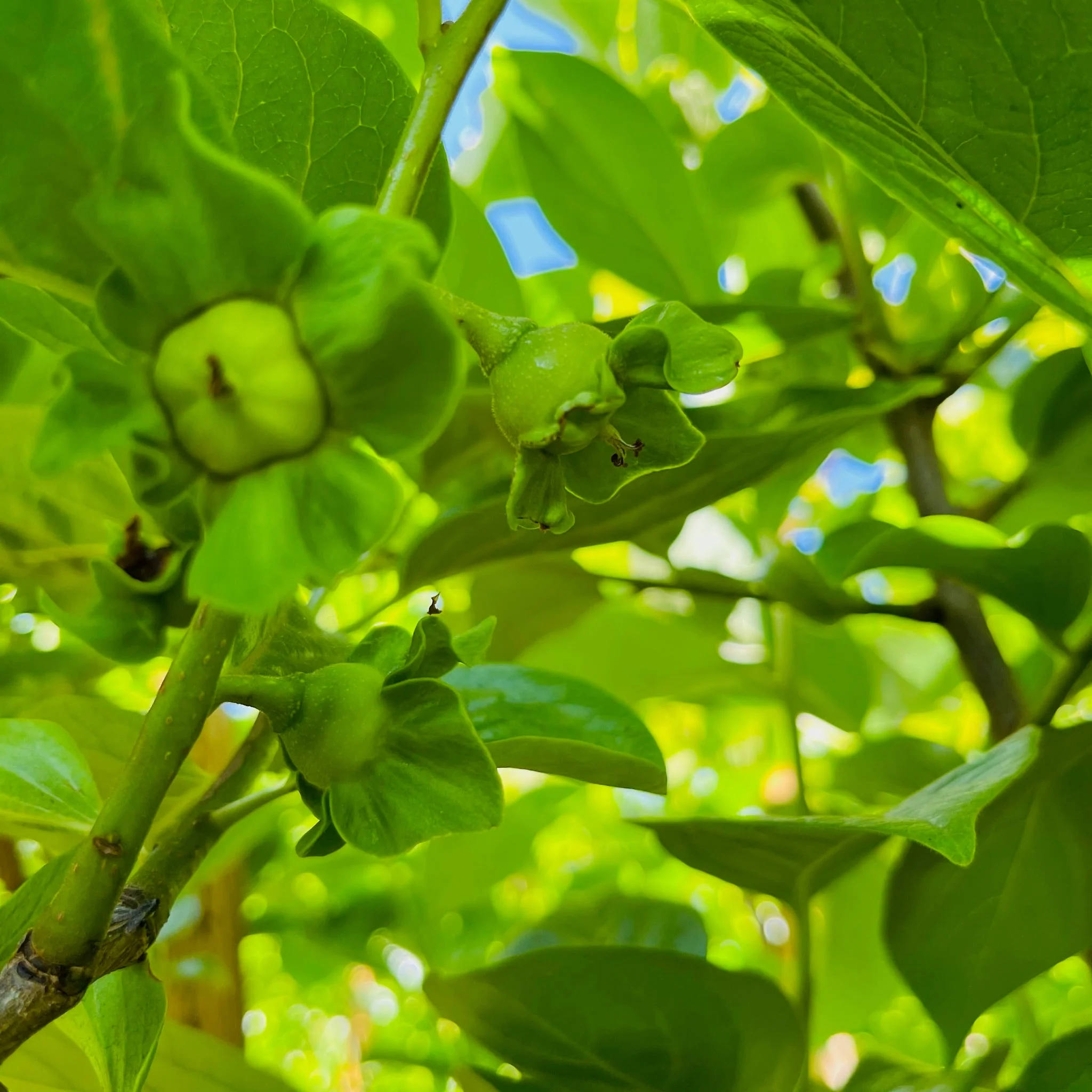 Giant Fuyu Persimmon - Image 3