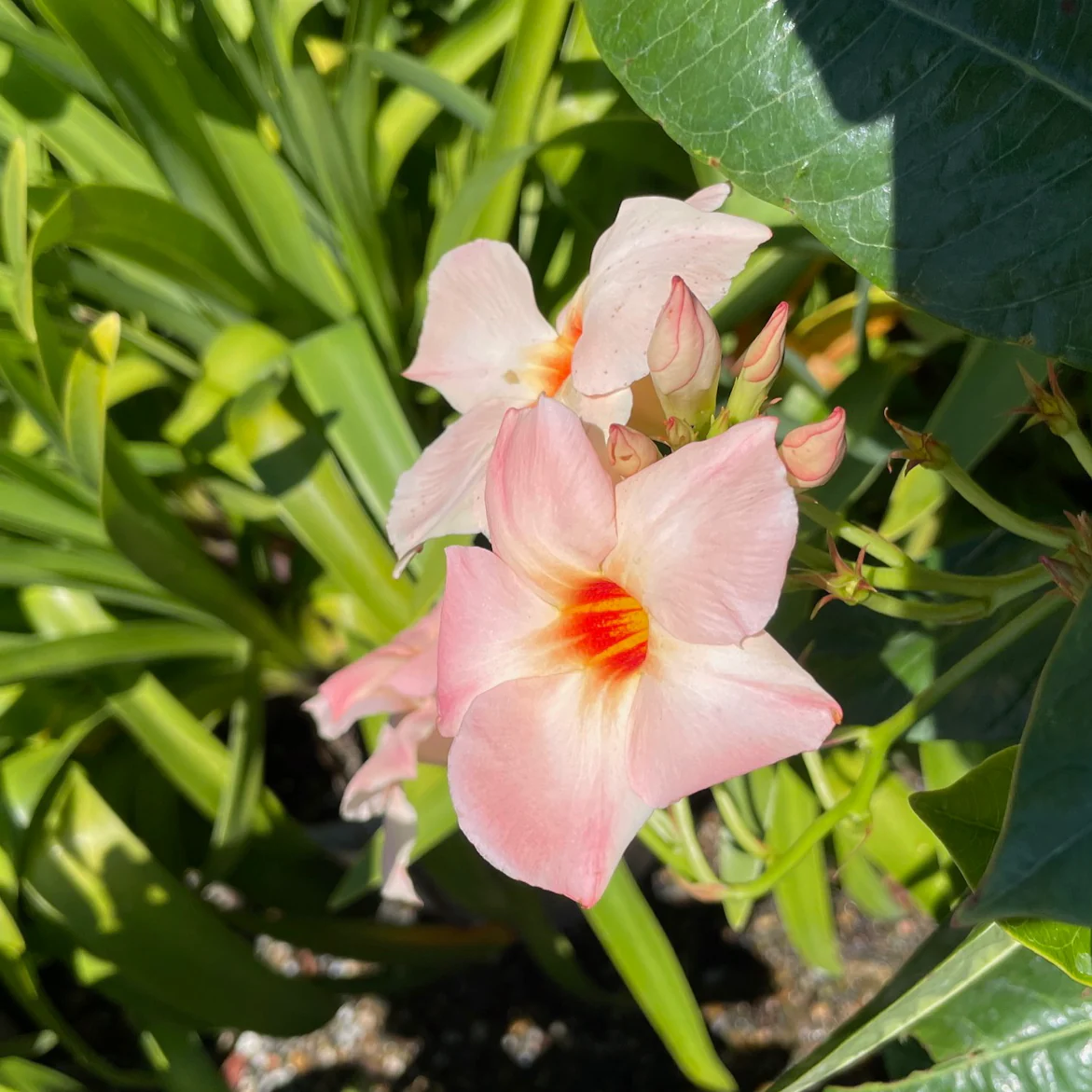 Giant Peach Sunrise Mandevilla - Image 1